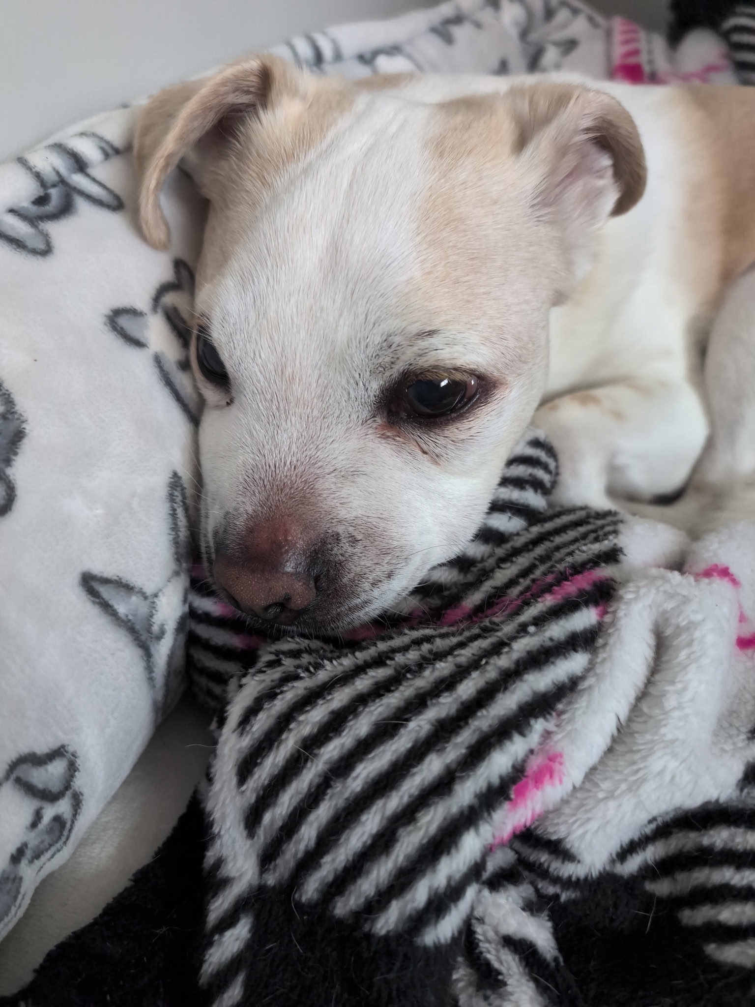 Help Koa Get Urgent Surgery and Care campaign photo, 4 of 8