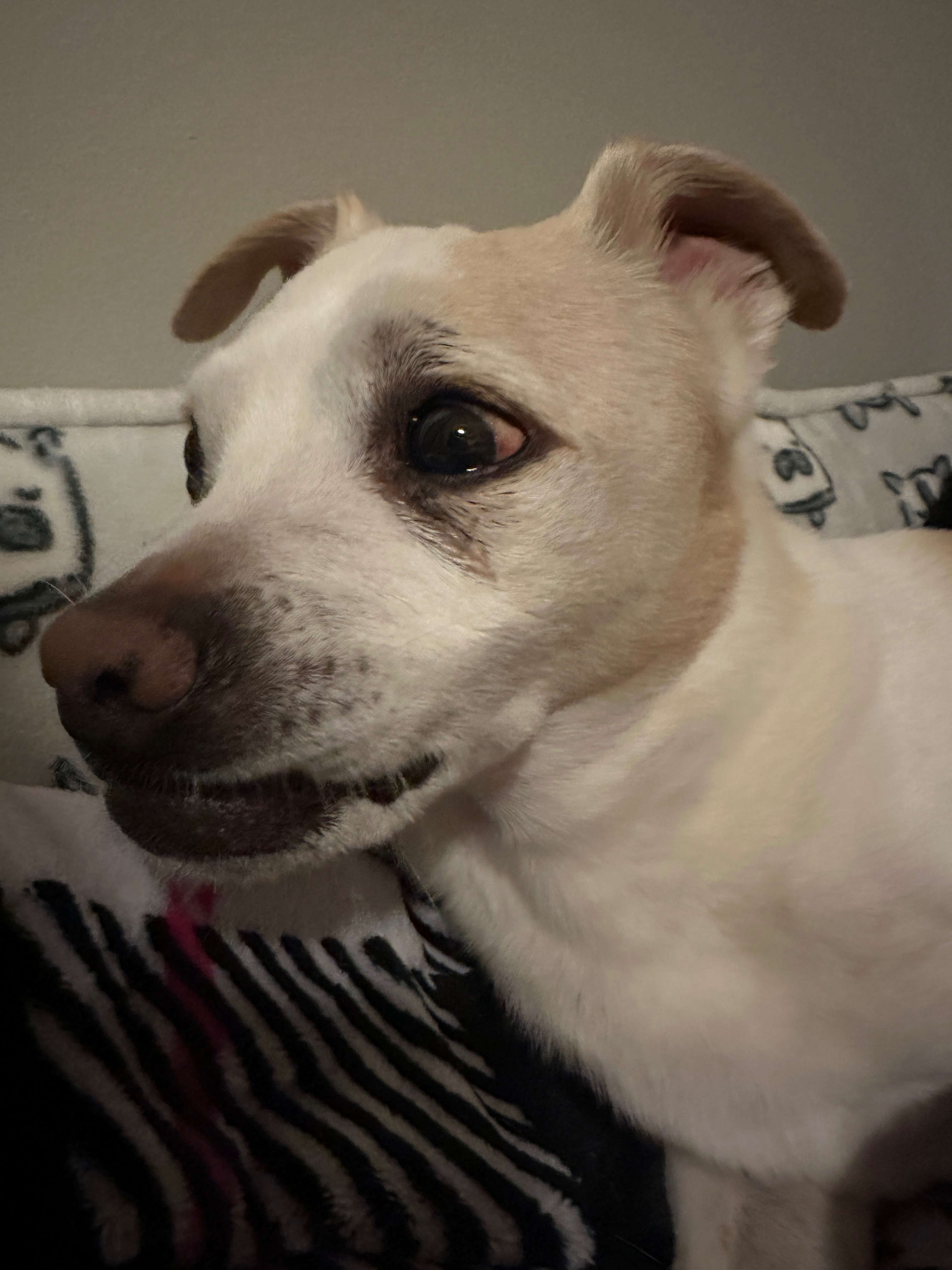 Help Koa Get Urgent Surgery and Care campaign photo, 5 of 8