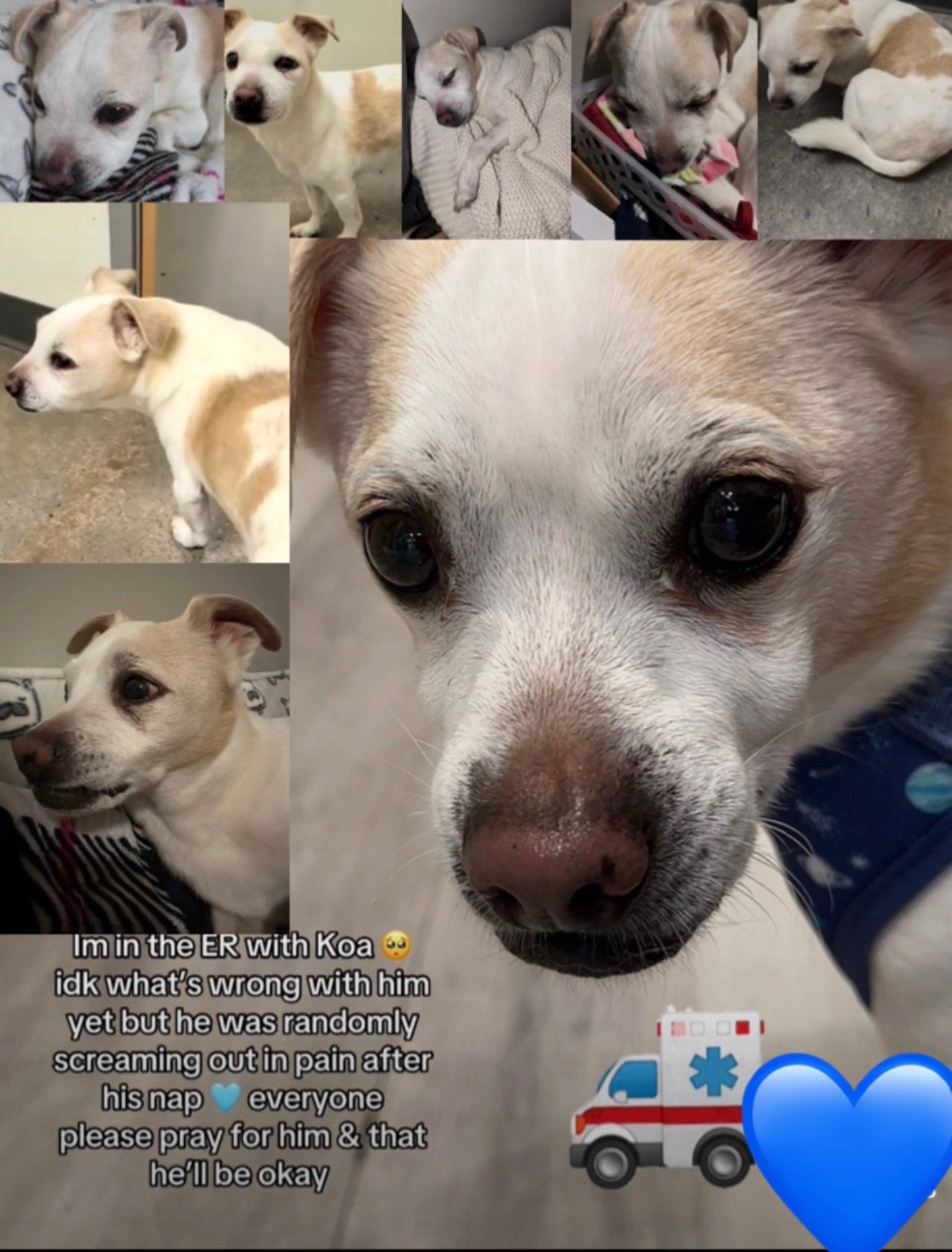 Help Koa Get Urgent Surgery and Care campaign photo, 6 of 8