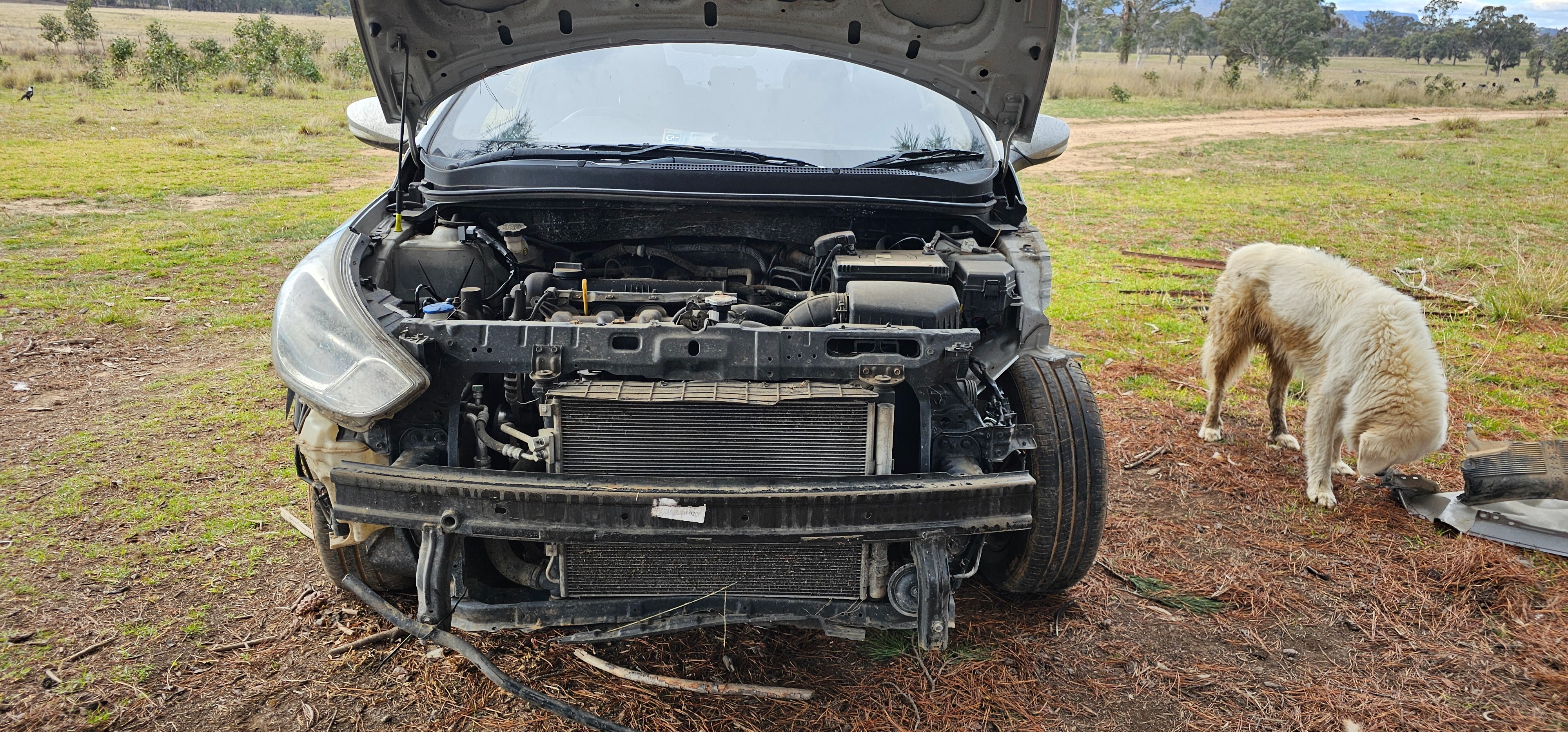 Pensioner with a Kangaroo-damaged car campaign photo, 4 of 6