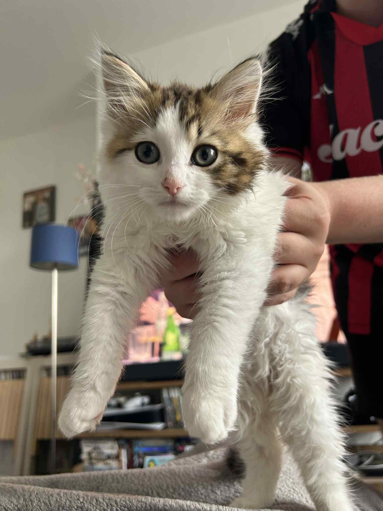 Help crumble get a life saving operation campaign photo, 2 of 4