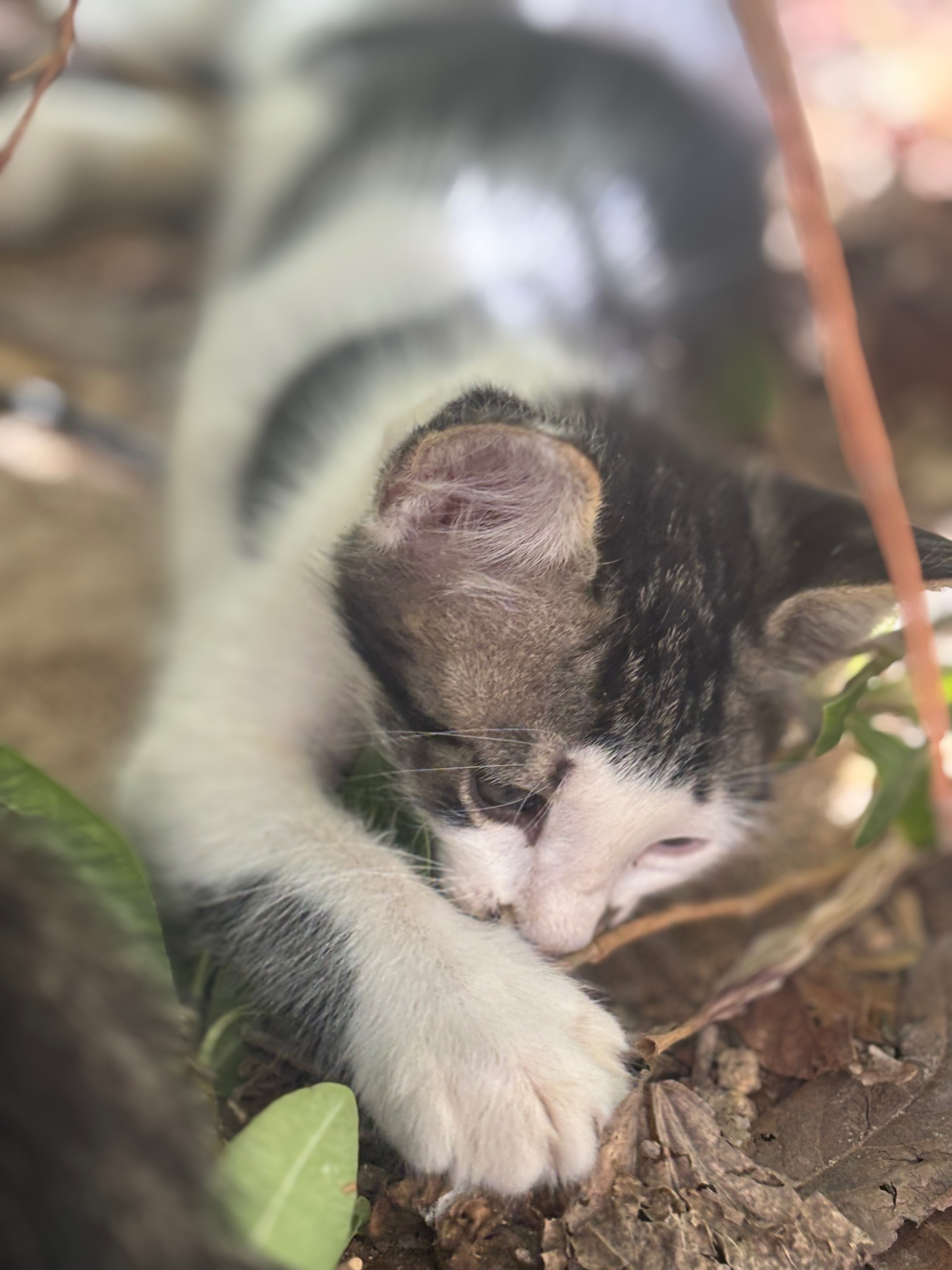 Cats of Crete campaign photo, 7 of 8