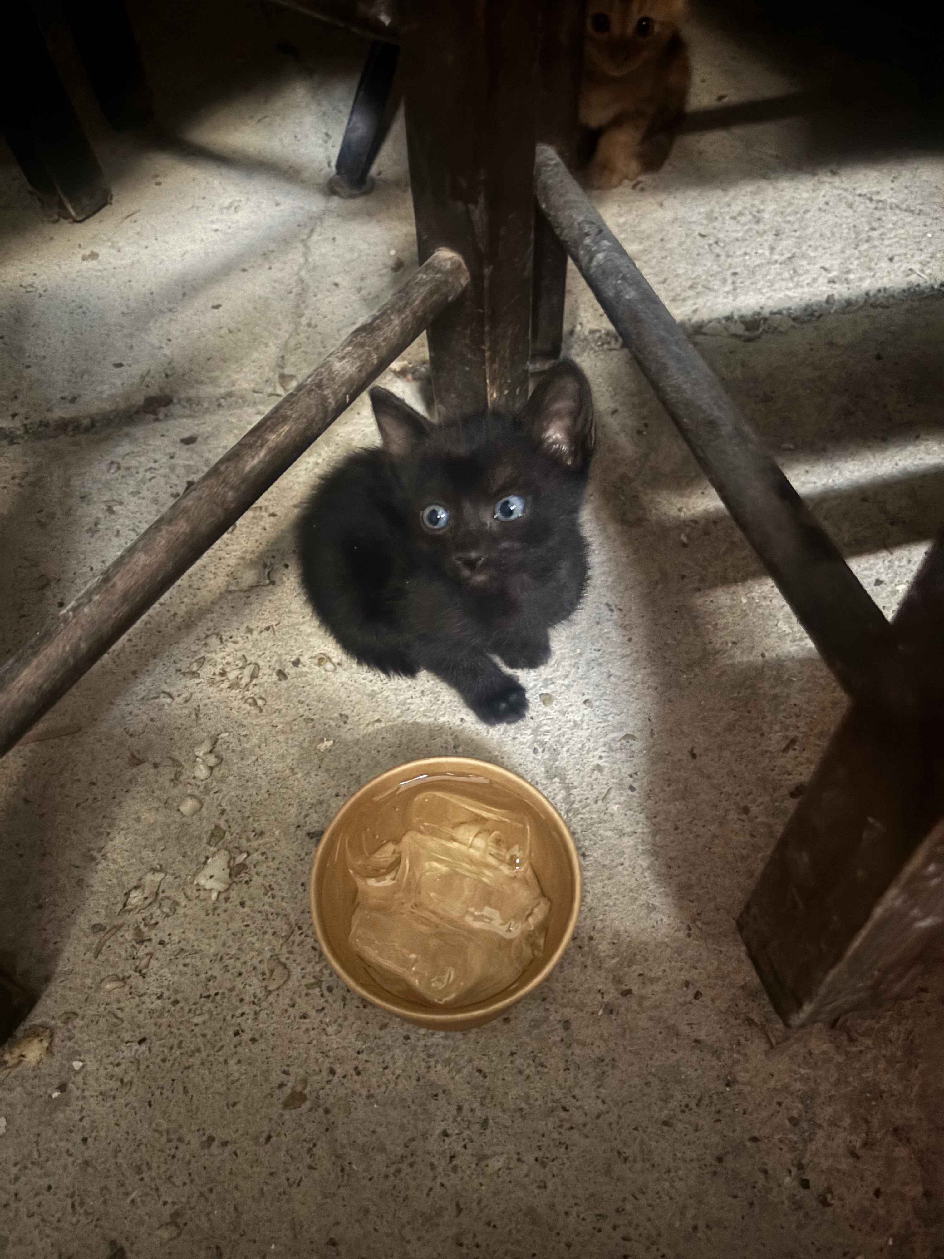 Cats of Crete campaign photo, 2 of 8