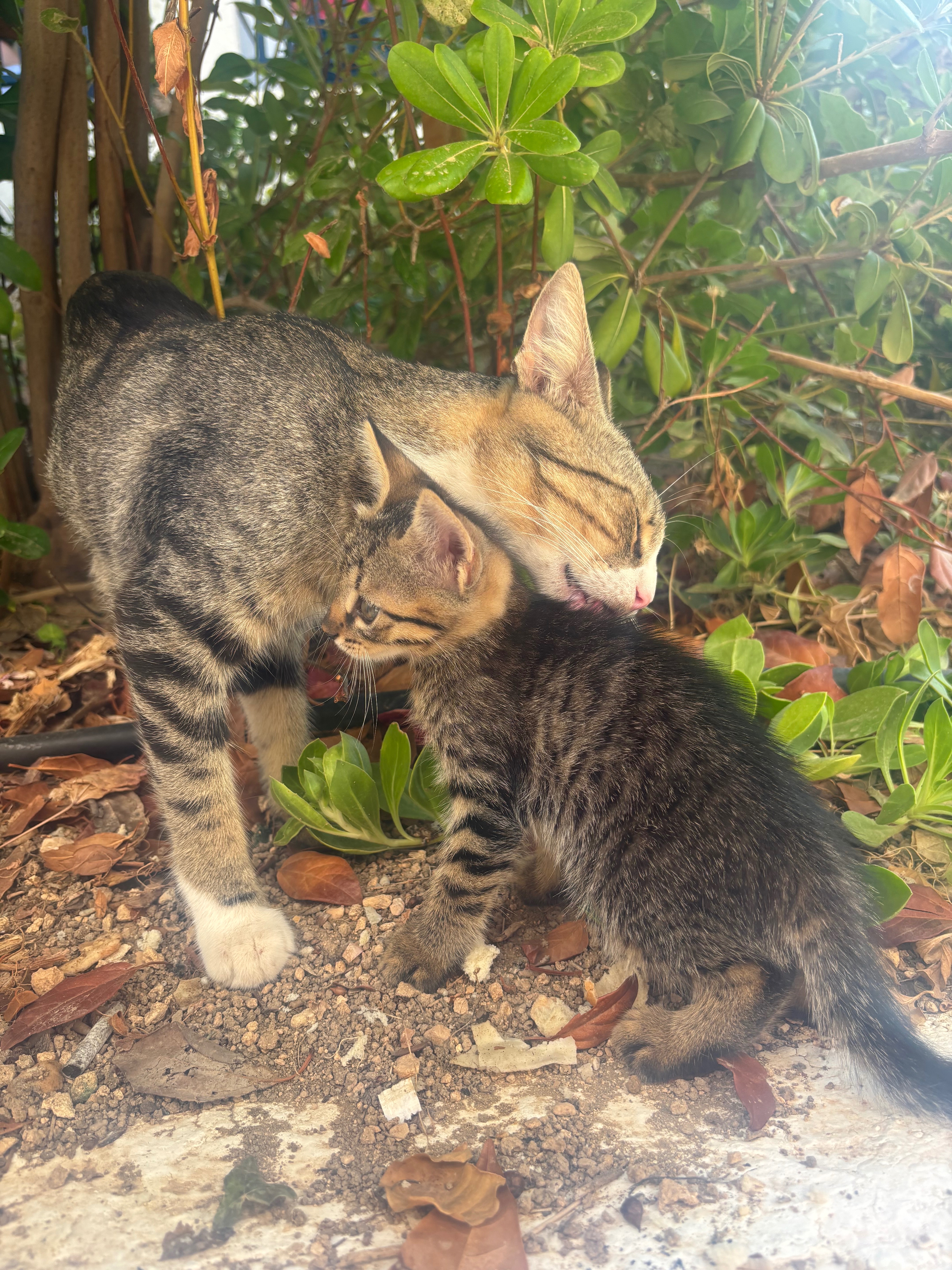 Cats of Crete campaign photo, 4 of 8
