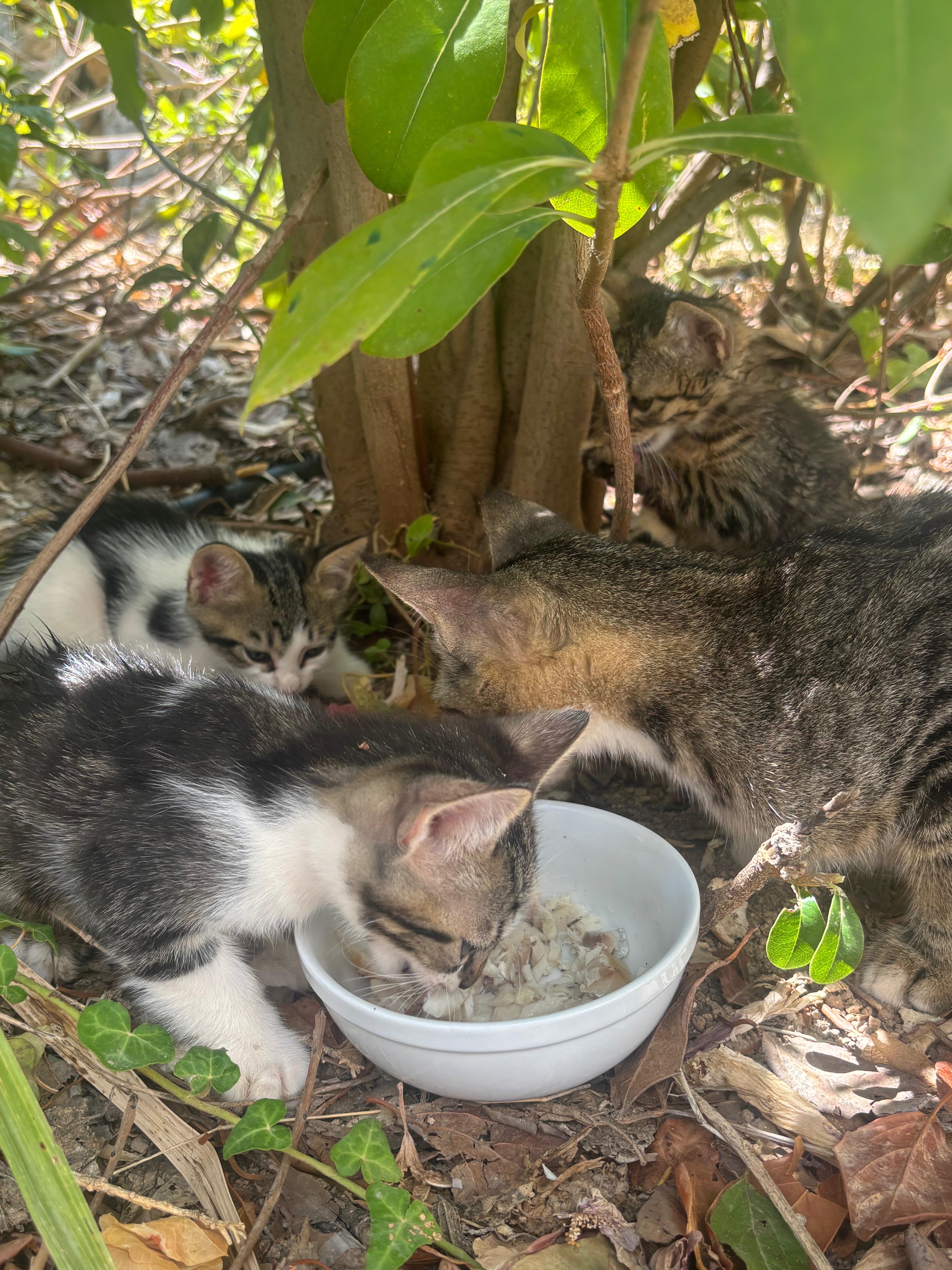 Cats of Crete campaign photo, 5 of 8