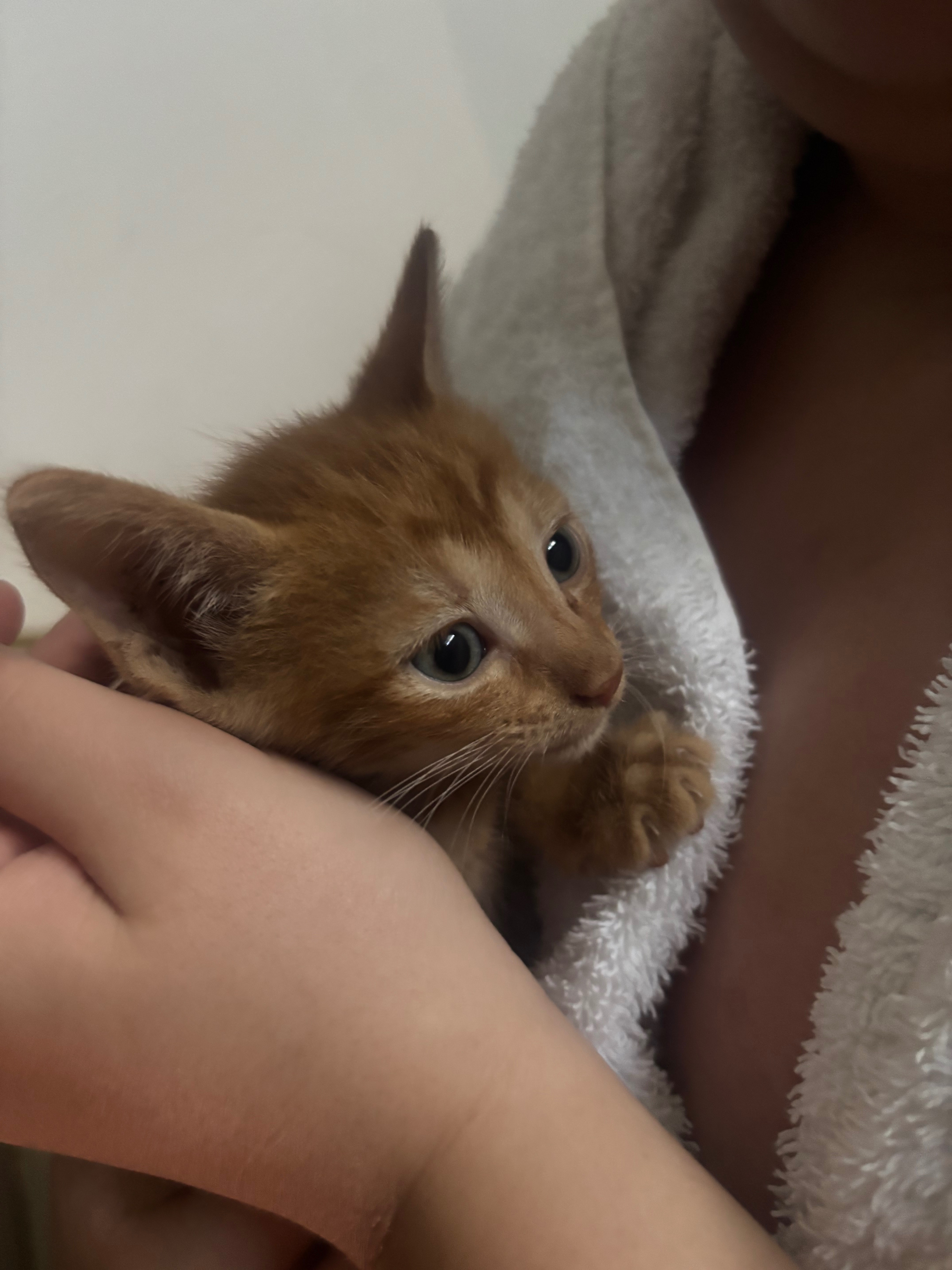 Cats of Crete campaign photo, 6 of 8