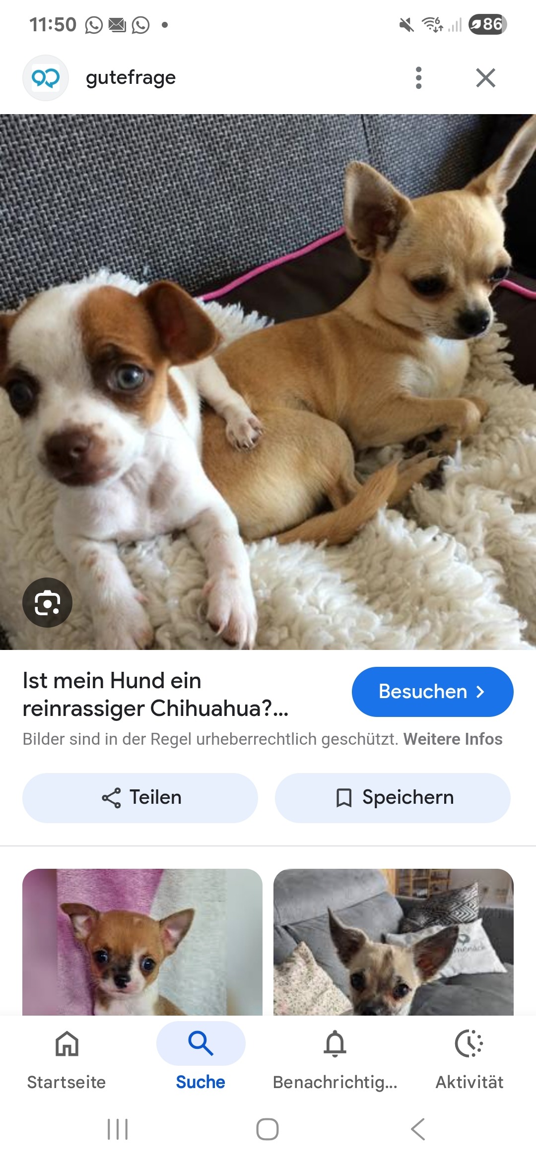 Helft einer Seniorin, ihre Hunde zurück zu bekommen! campaign photo, 2 of 4