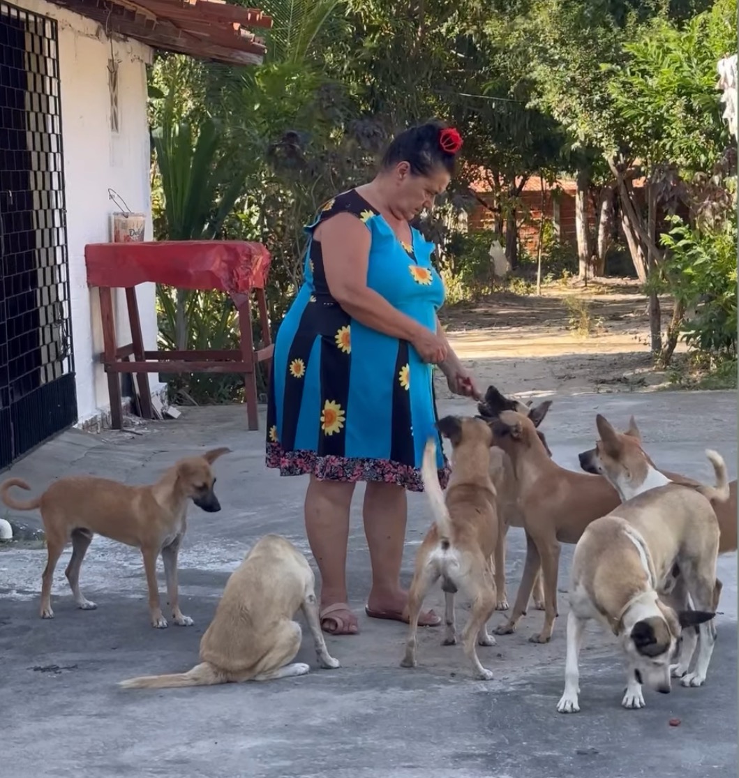 Feed and Heal Stray Dogs with Cat's Family campaign photo, 4 of 8