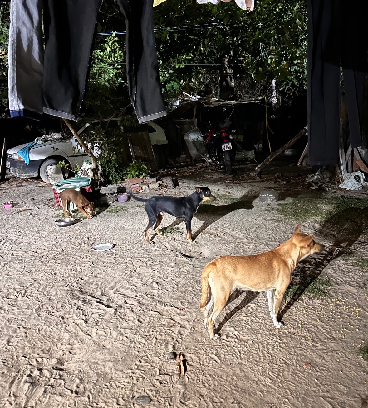Feed and Heal Stray Dogs with Cat's Family campaign photo, 6 of 8