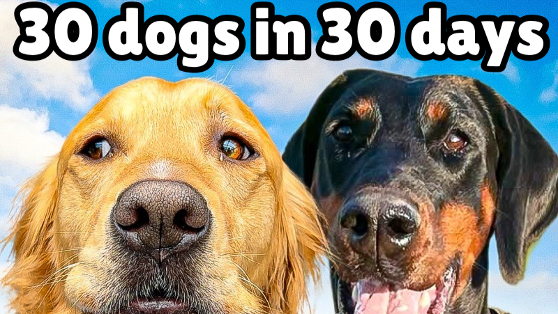 Rescuing 30 dogs in 30 days photo