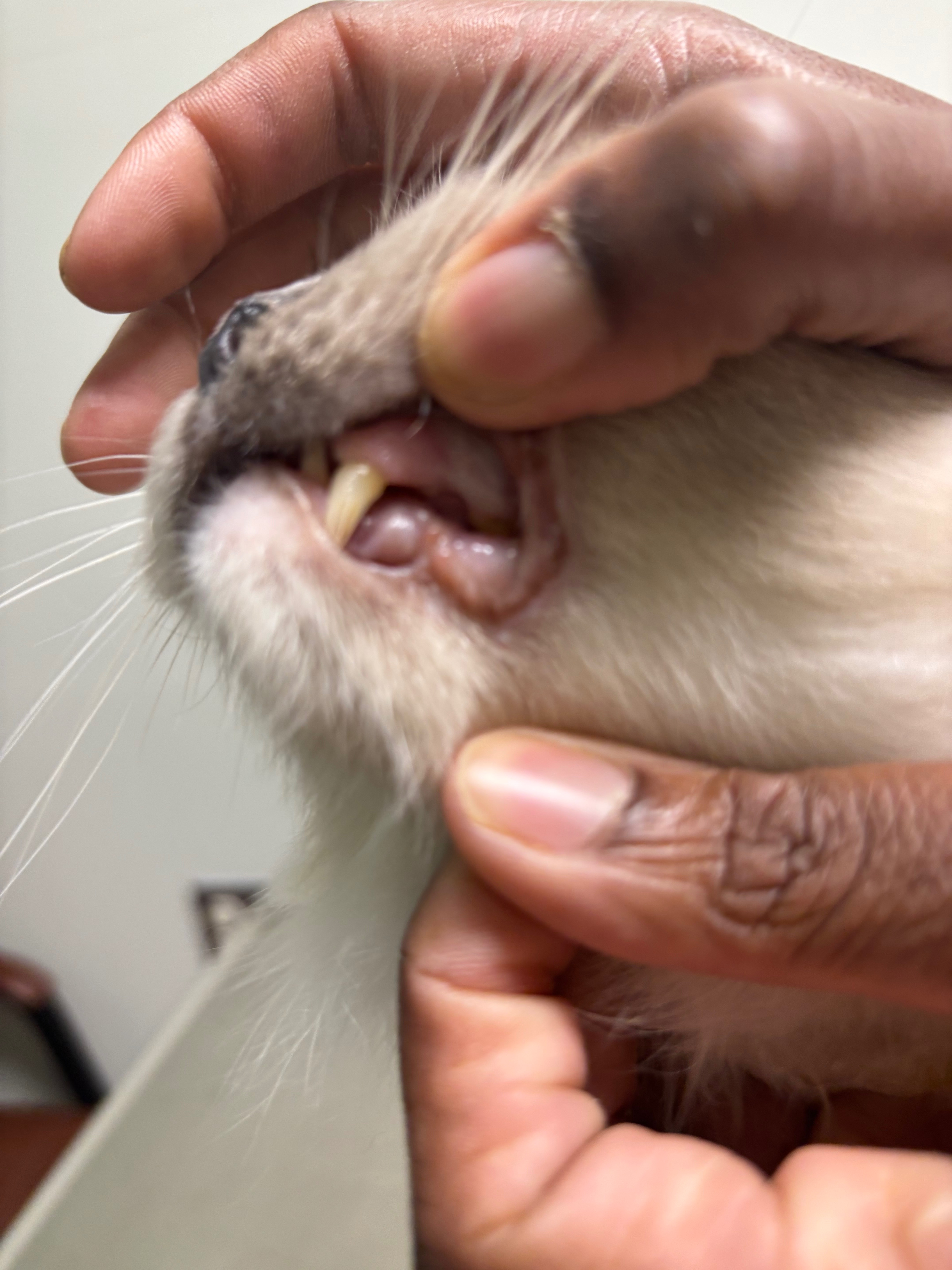 Help Unicorn & Green Day Get the Dental Care They Need! campaign photo, 2 of 6