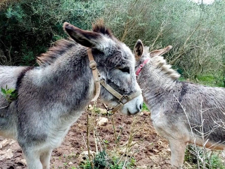 Help Dennis and Jane buy the Land for the Menorca donkey’s campaign photo, 5 of 6