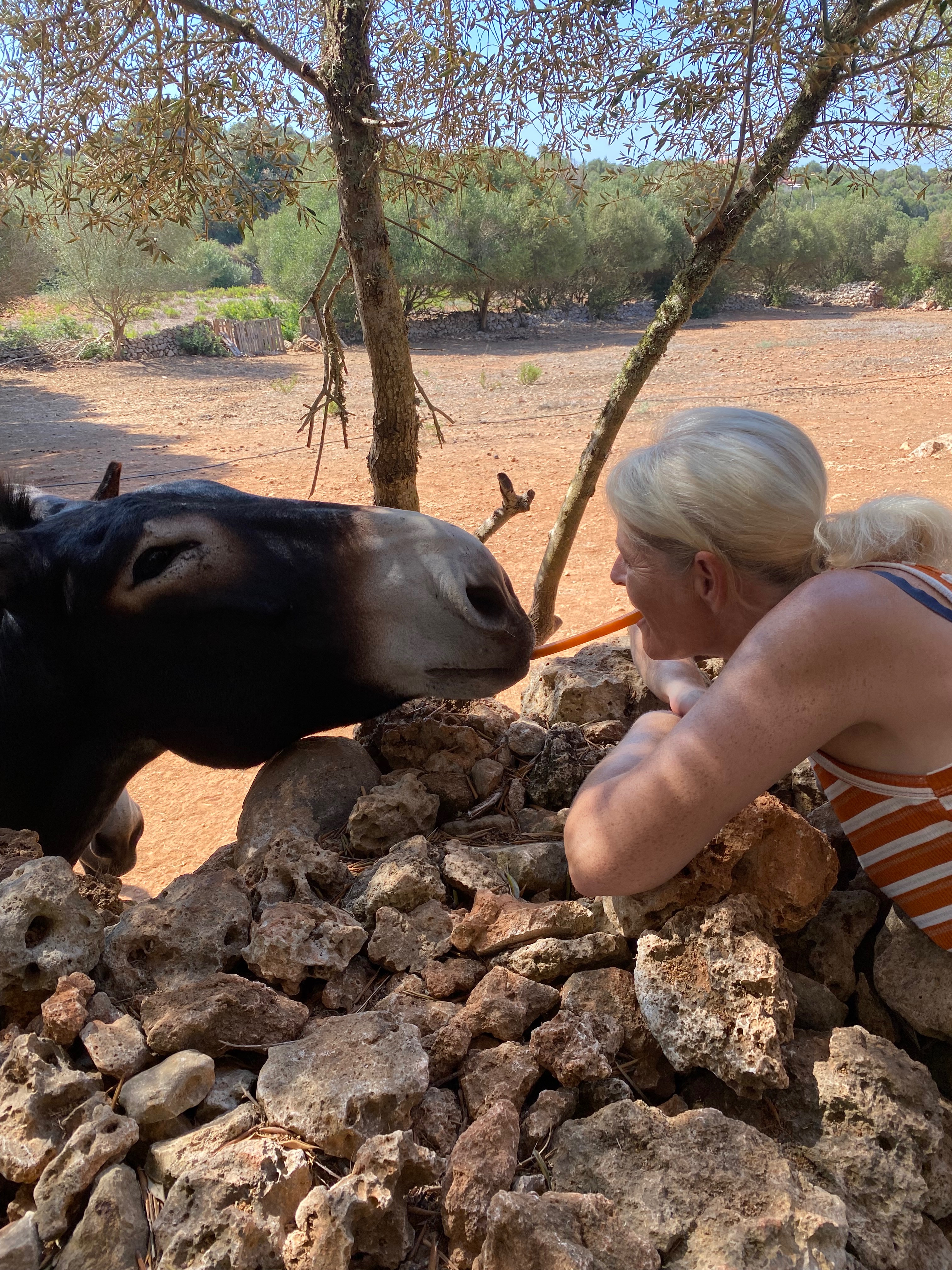 Help Dennis and Jane buy the Land for the Menorca donkey’s campaign photo, 4 of 6