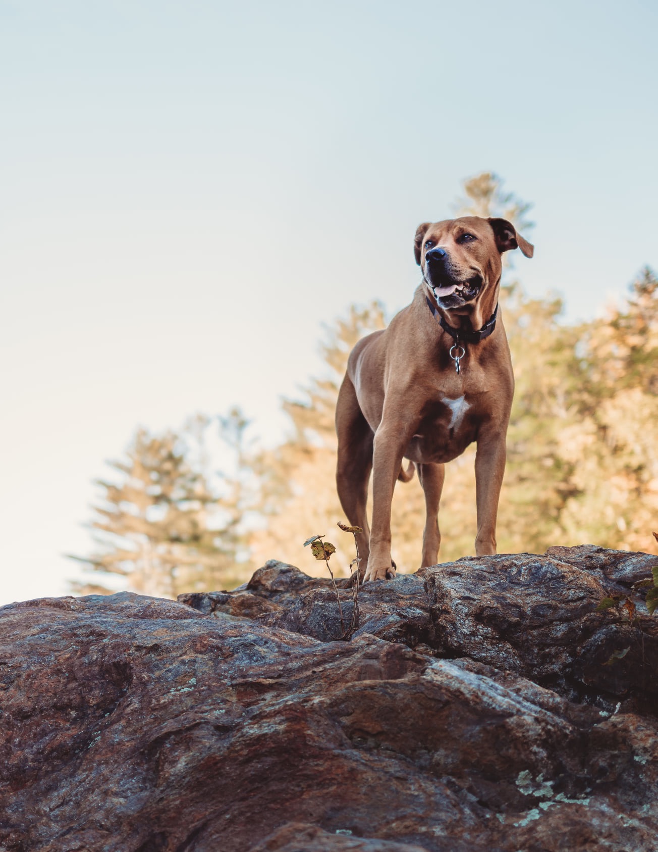 Support Huckleberry's TPLO Surgery campaign photo, 7 of 8