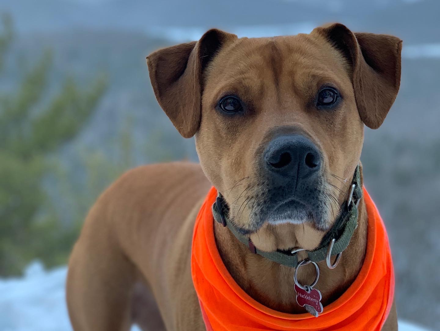 Support Huckleberry's TPLO Surgery campaign photo, 2 of 8