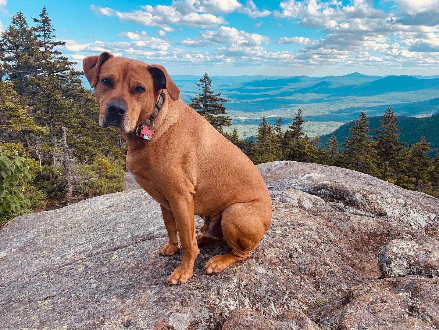 Support Huckleberry's TPLO Surgery campaign photo, 4 of 8