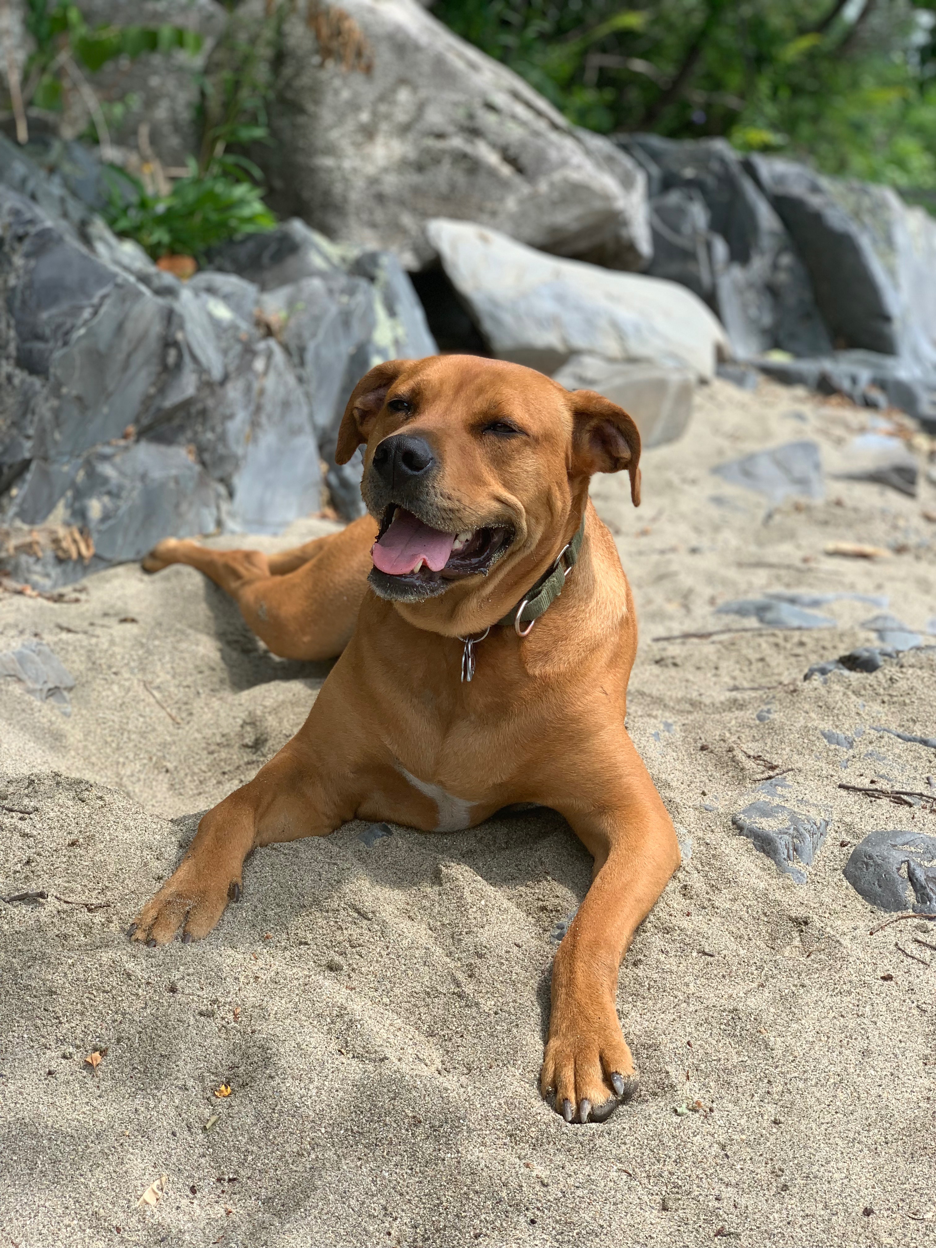 Support Huckleberry's TPLO Surgery campaign photo, 5 of 8