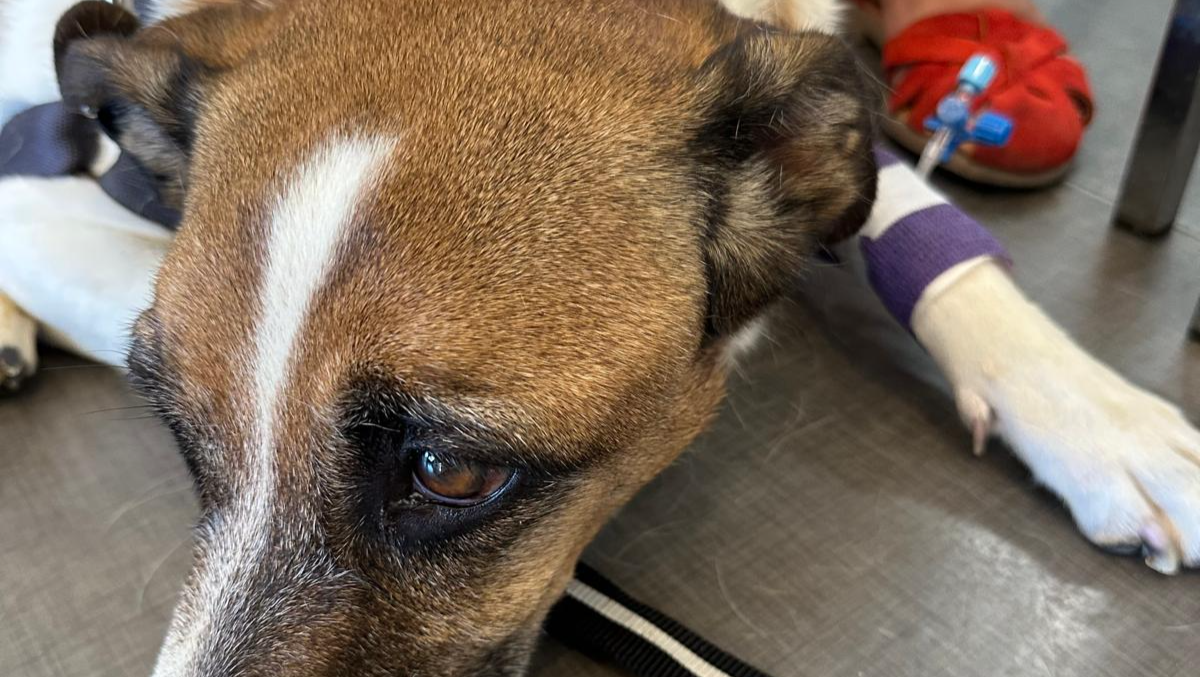 Our friend Kaiser needs urgent surgery! photo