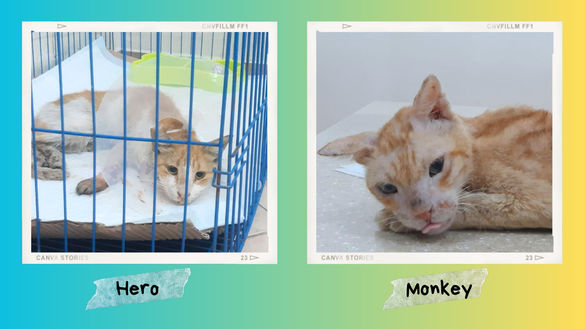 Help Egyptian cats Hero and Monkey get back on their paws! campaign photo, 6 of 7