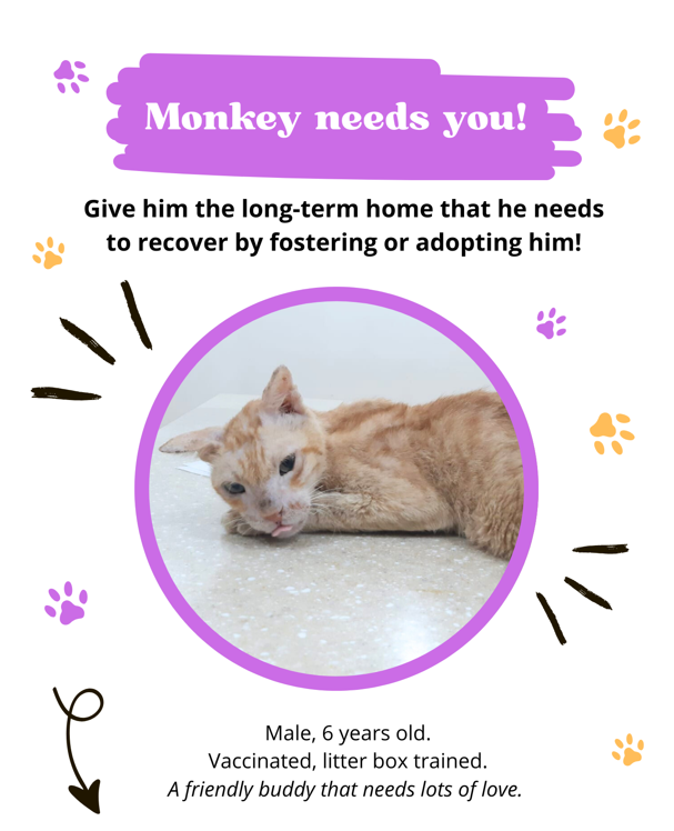 Help Egyptian cats Hero and Monkey get back on their paws! campaign photo, 2 of 7