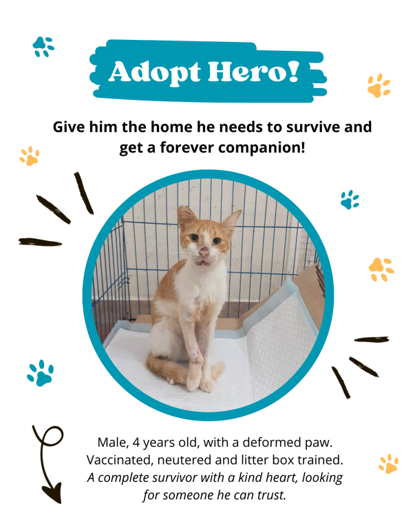 Help Egyptian cats Hero and Monkey get back on their paws! campaign photo, 4 of 7