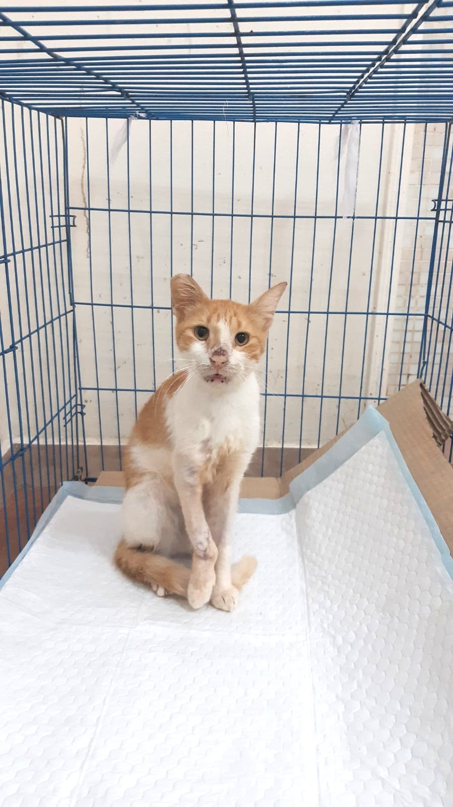 Help Egyptian cats Hero and Monkey get back on their paws! campaign photo, 5 of 7