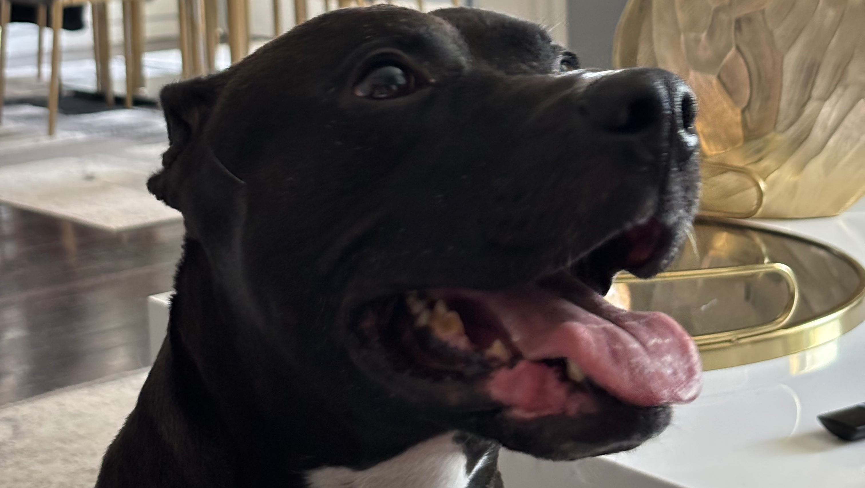 Fundraiser by Sebastien Rene : Save Bash: Urgent Medical Support Needed