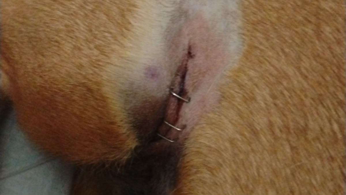 Sissy's Surgery: A Family's Plea for Help photo