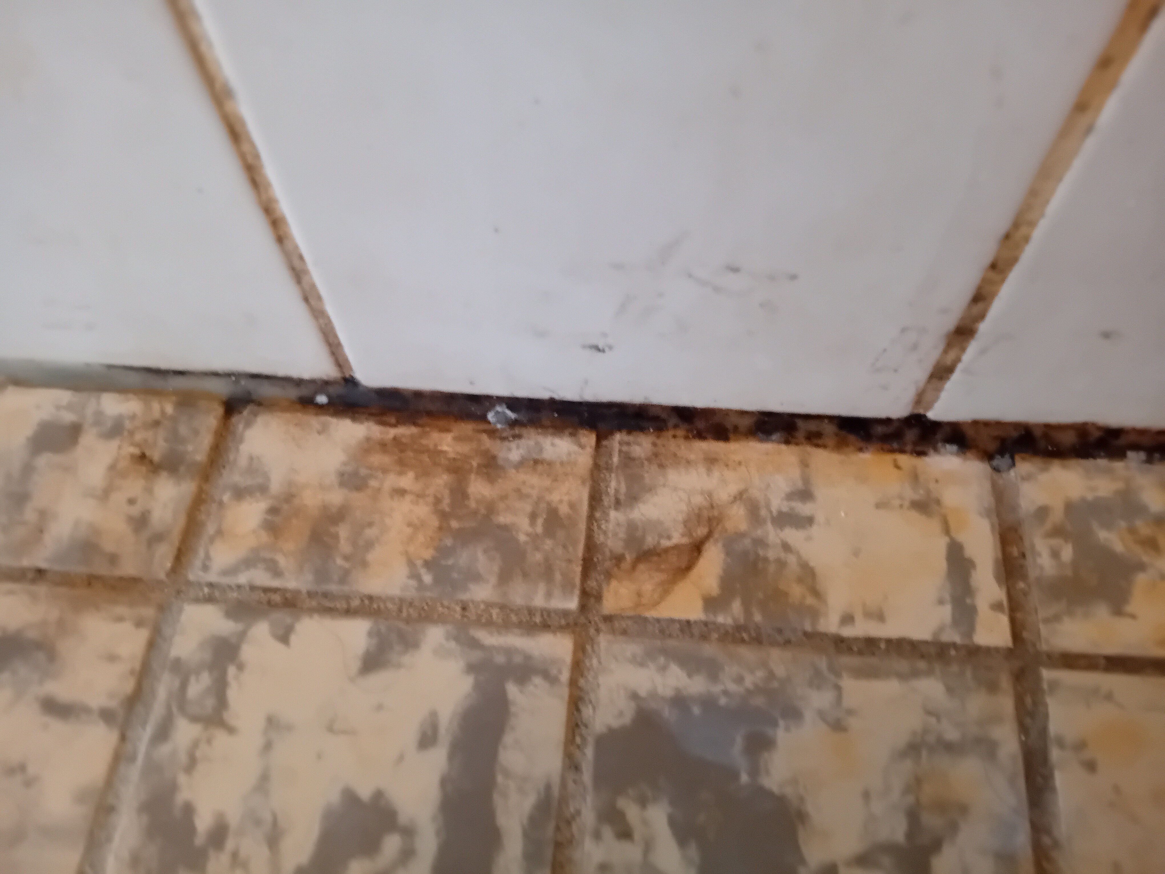 Woningruil gaat fout door kakkerlakkenplaag campaign photo, 4 of 8