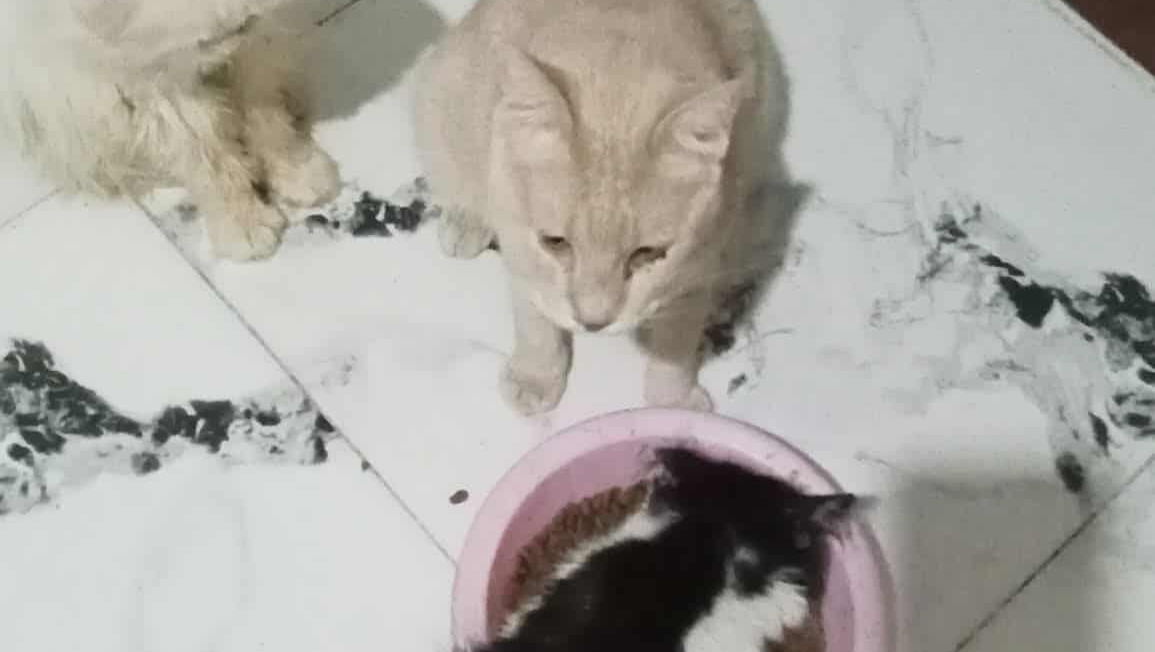 Donate to Eddy's Mission: Save Stray Pets in Uganda photo