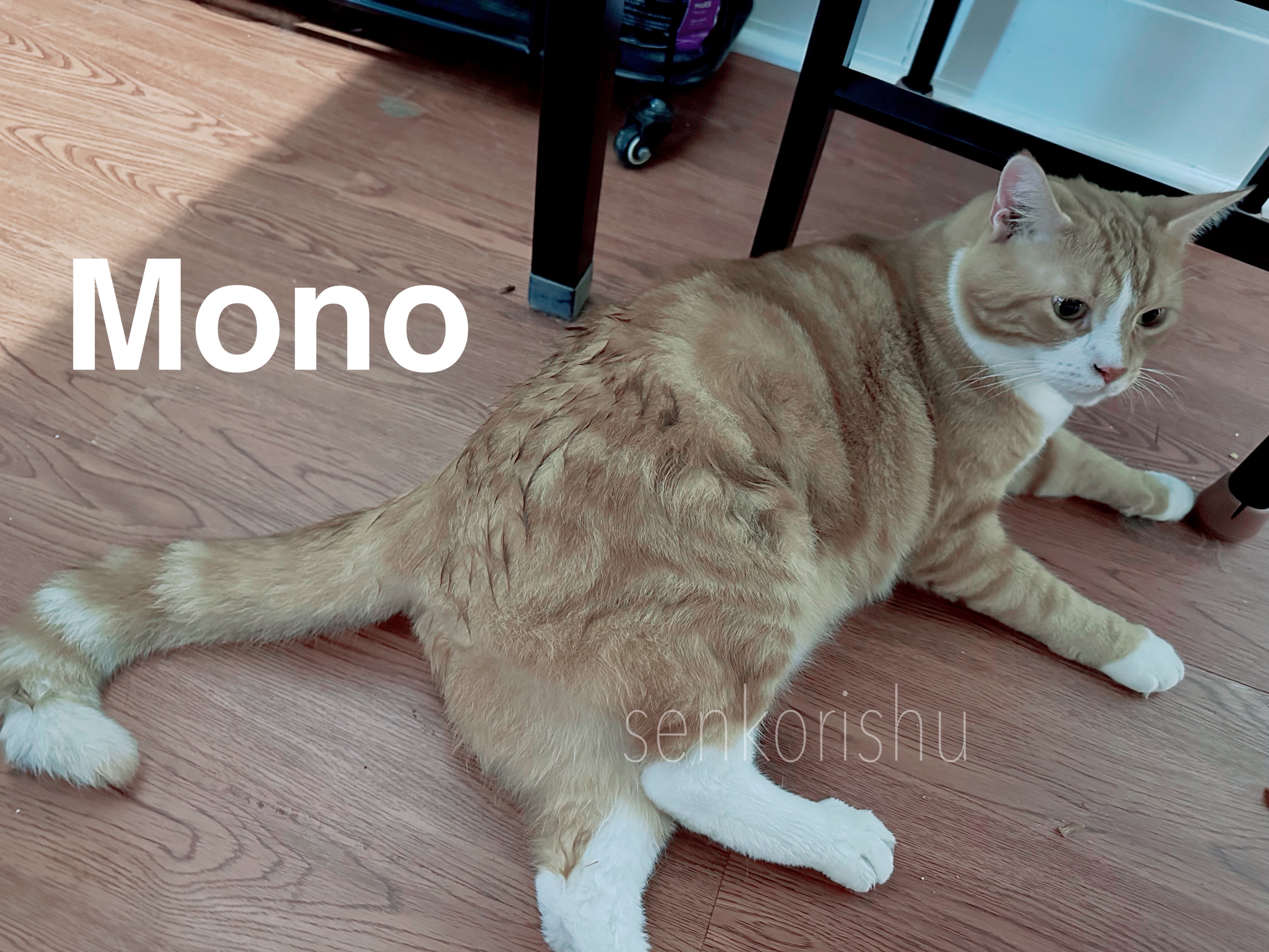 Help Save Mono: Urgent Surgery Needed campaign photo, 6 of 6