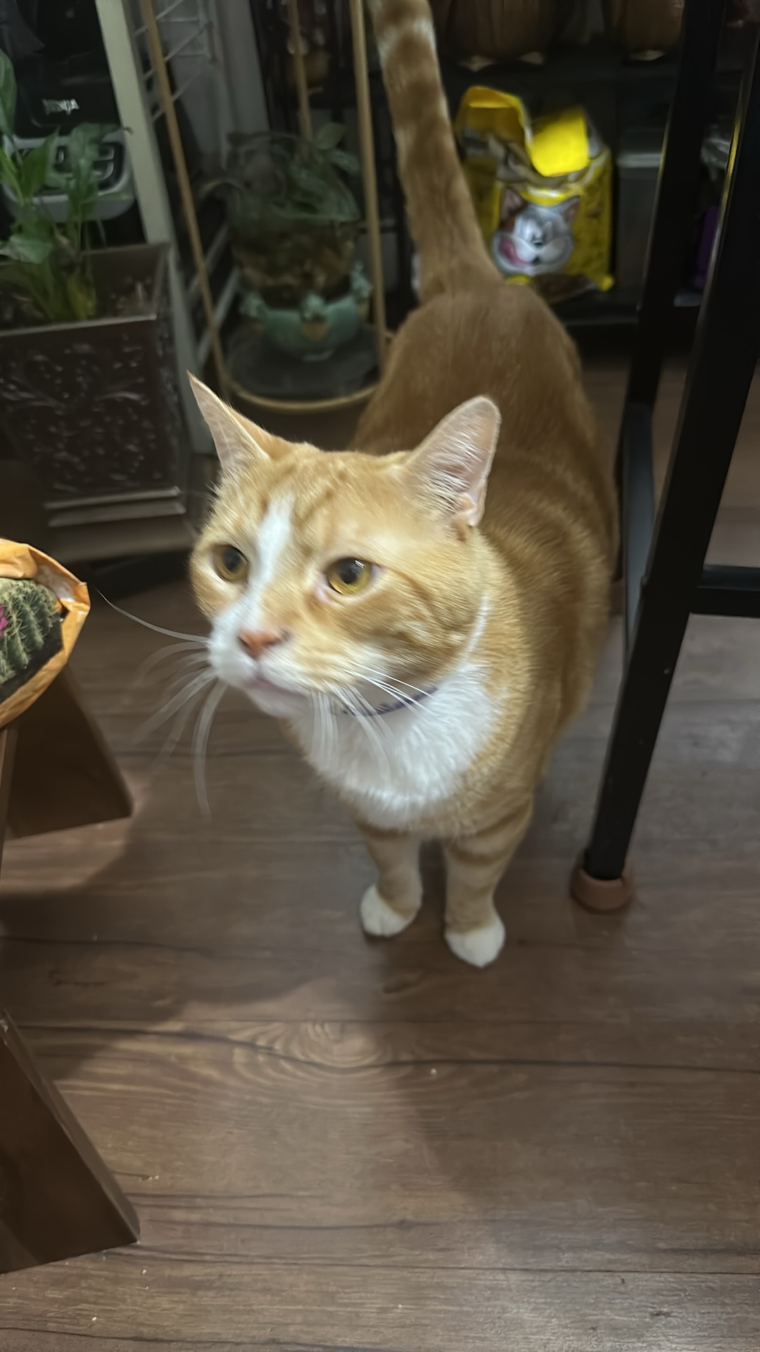 Help Save Mono: Urgent Surgery Needed campaign photo, 5 of 6