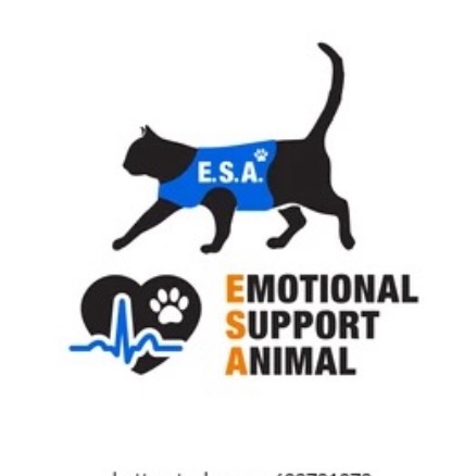 Support Allison's Journey with an ESA Cat! campaign photo, 4 of 5
