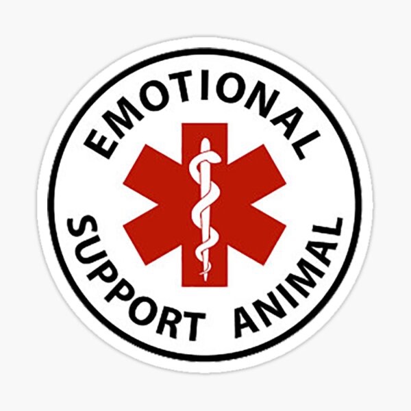 Support Allison's Journey with an ESA Cat! campaign photo, 2 of 5