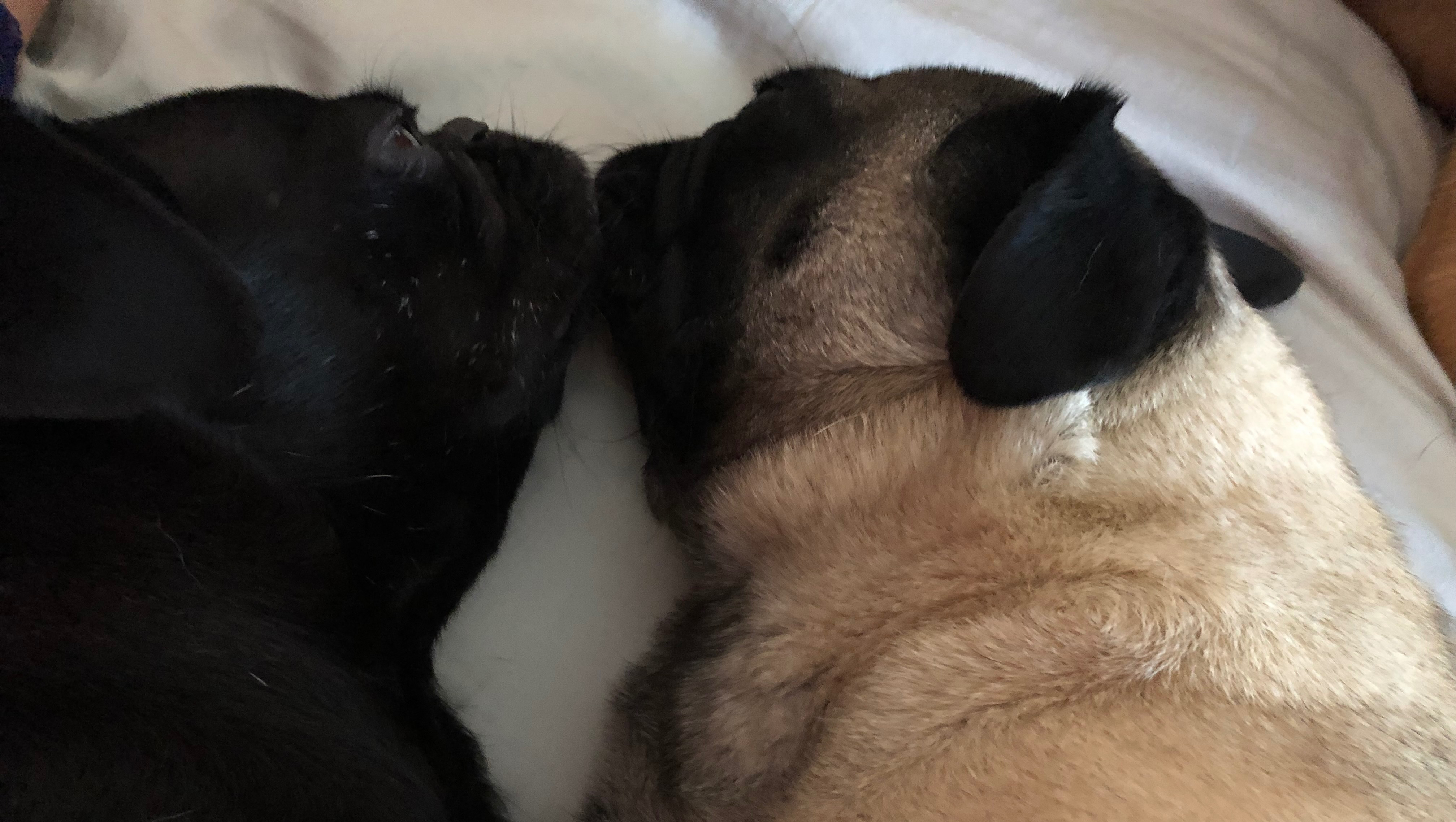 Help Us Find Justice for Our Poisoned Dogs