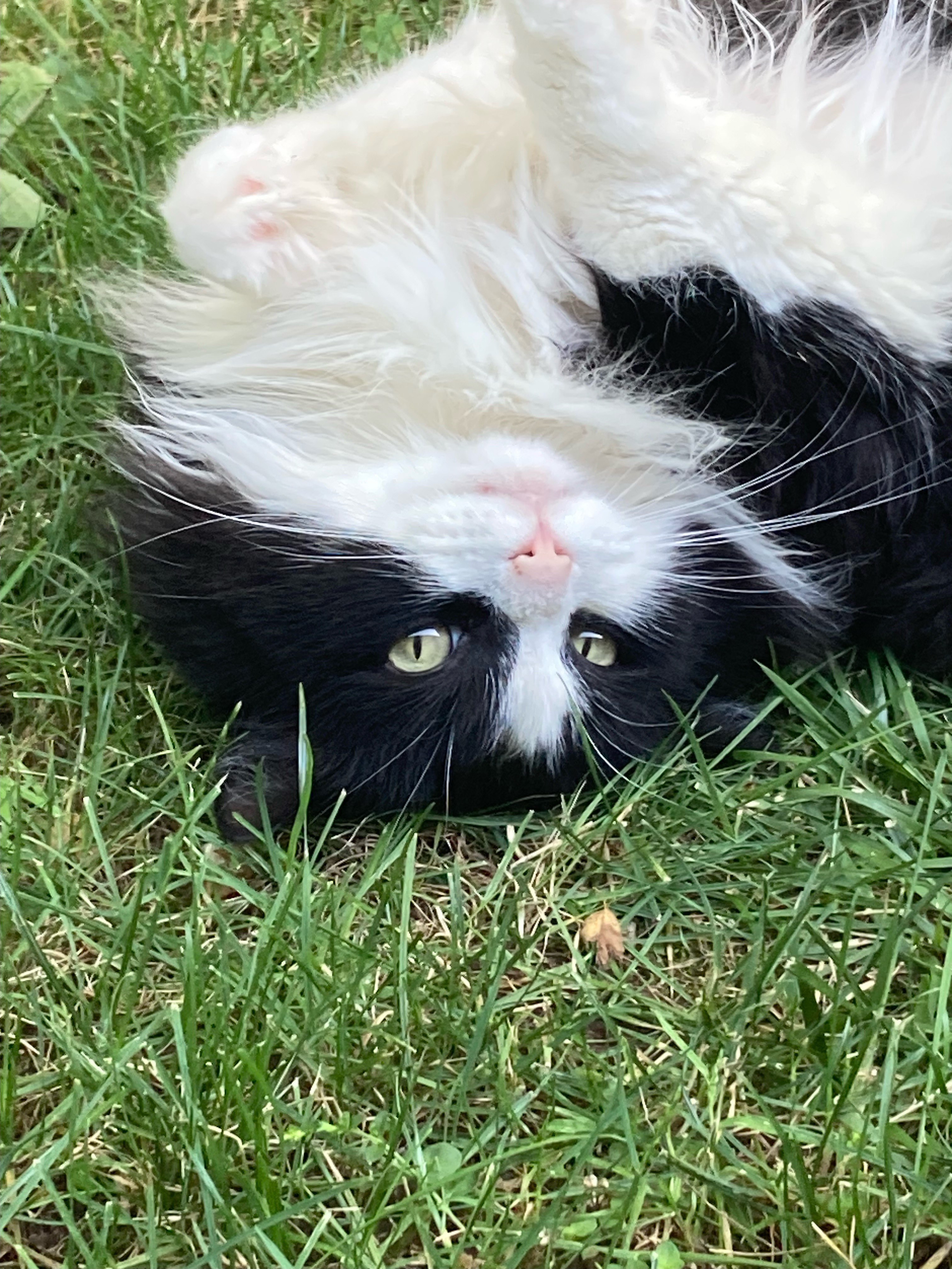 Shadow's Life-Saving Surgery Needs Your Help campaign photo, 4 of 6
