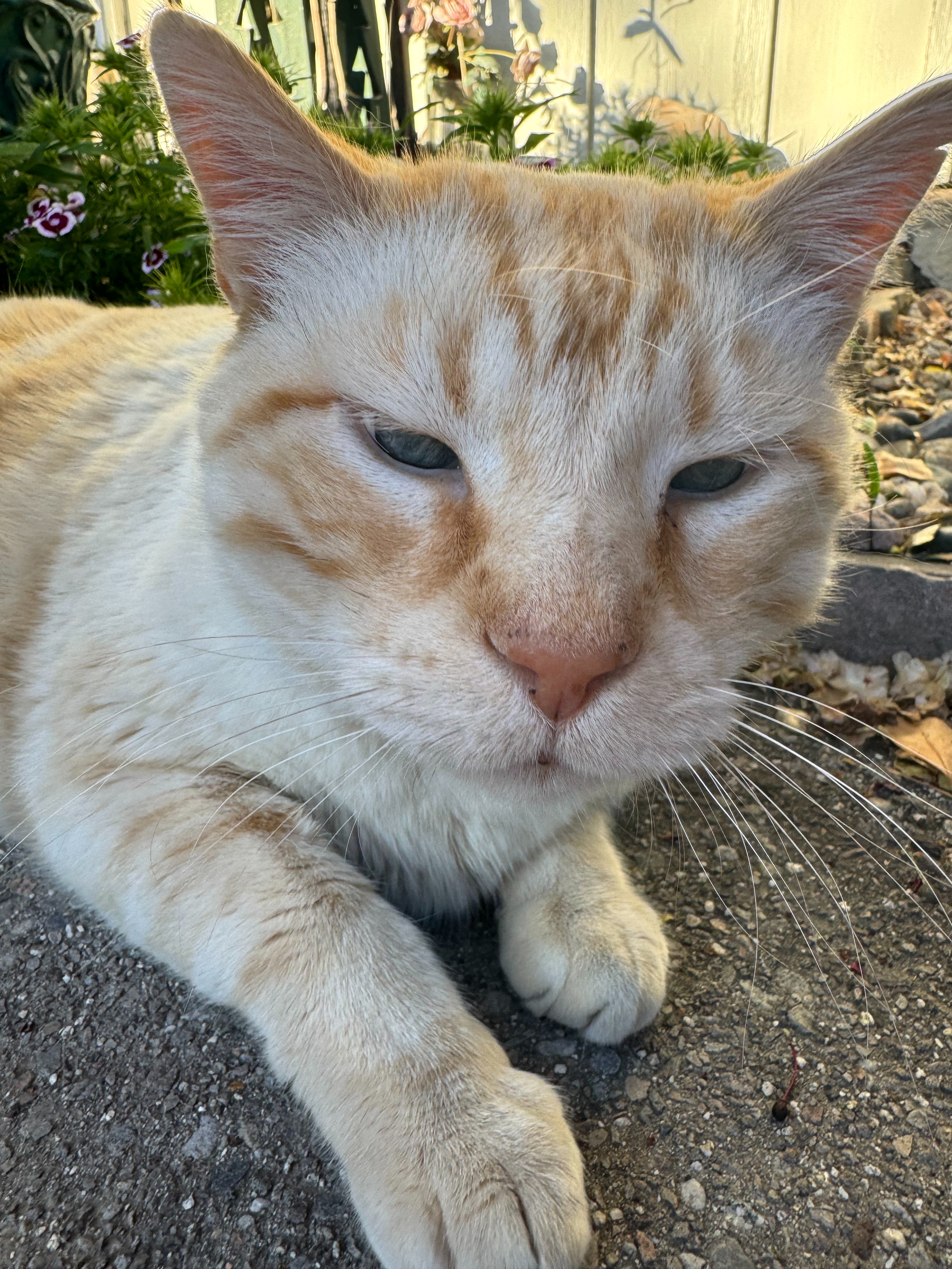 Please Help Care for Max's Last Expenses campaign photo, 2 of 8