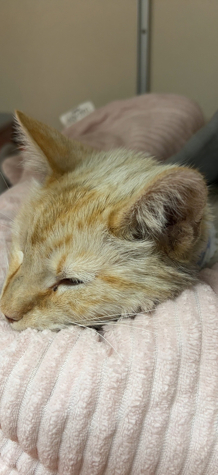 Please Help Care for Max's Last Expenses campaign photo, 4 of 8