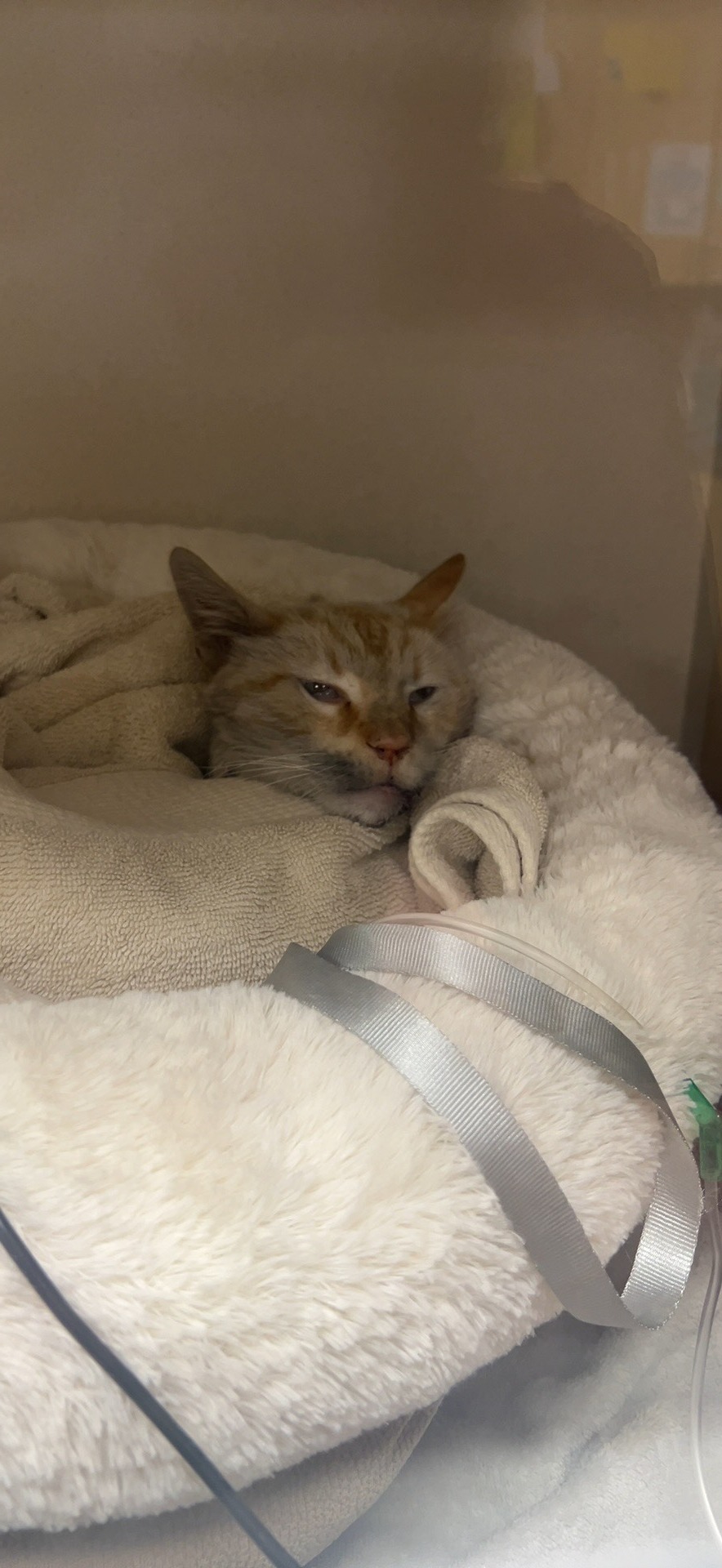 Please Help Care for Max's Last Expenses campaign photo, 5 of 8