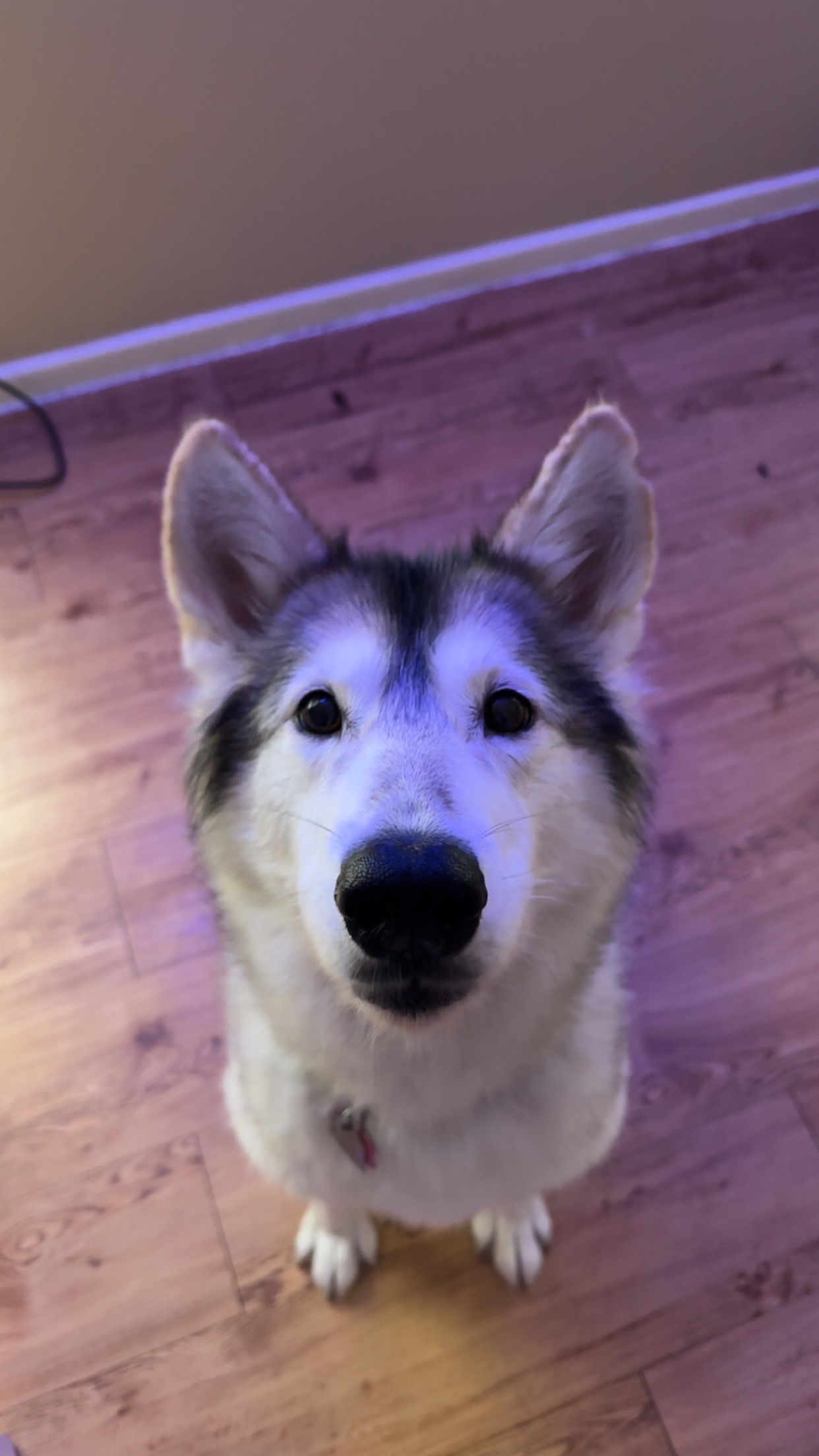 Help Kota May the gentle giant stay tumor free!! campaign photo, 5 of 6