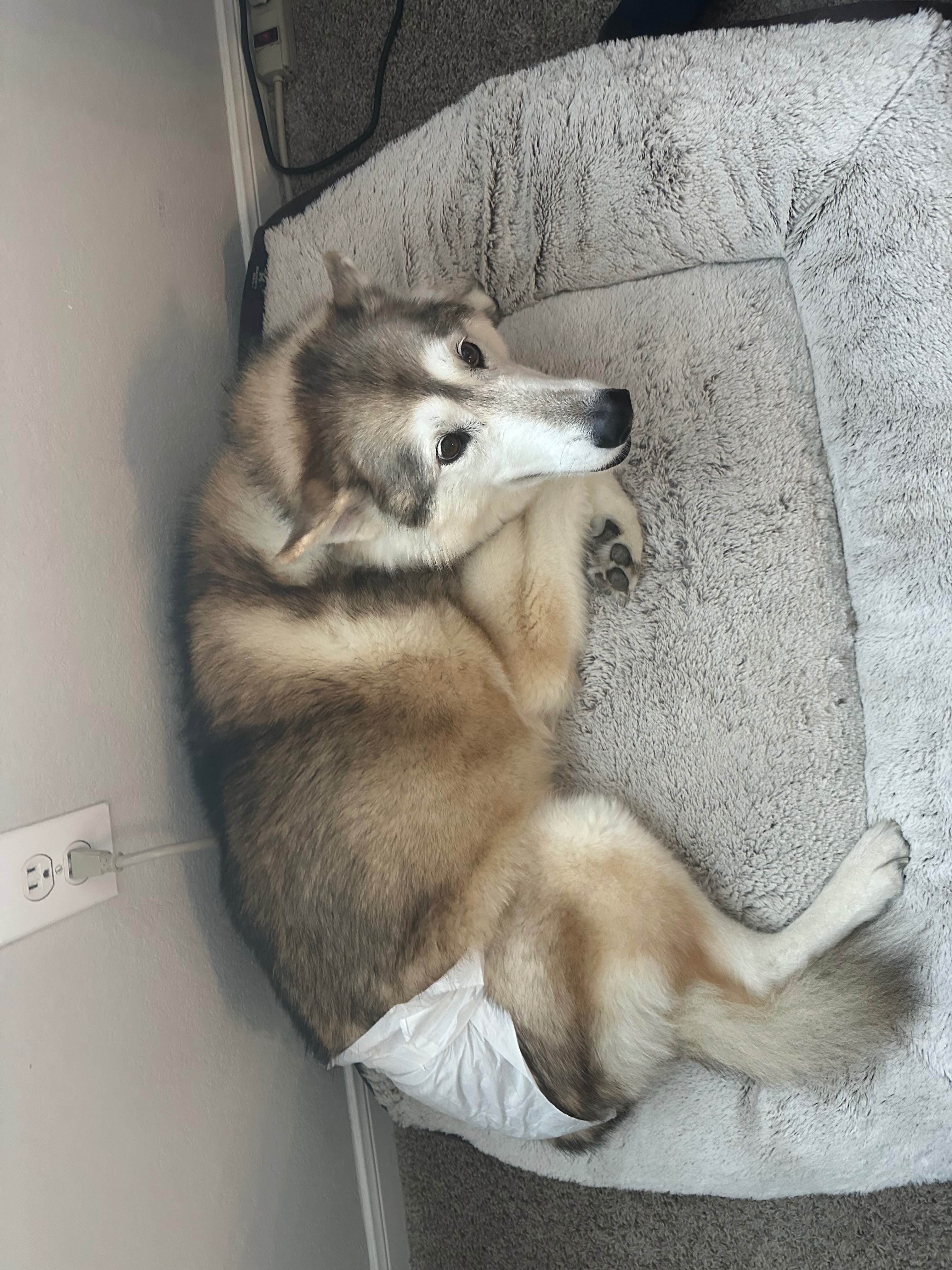 Help Kota May the gentle giant stay tumor free!! campaign photo, 2 of 6