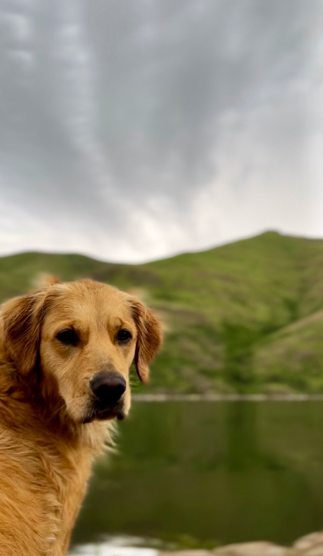 Help Justice the Golden Enjoy Many More Adventures! campaign photo, 7 of 8