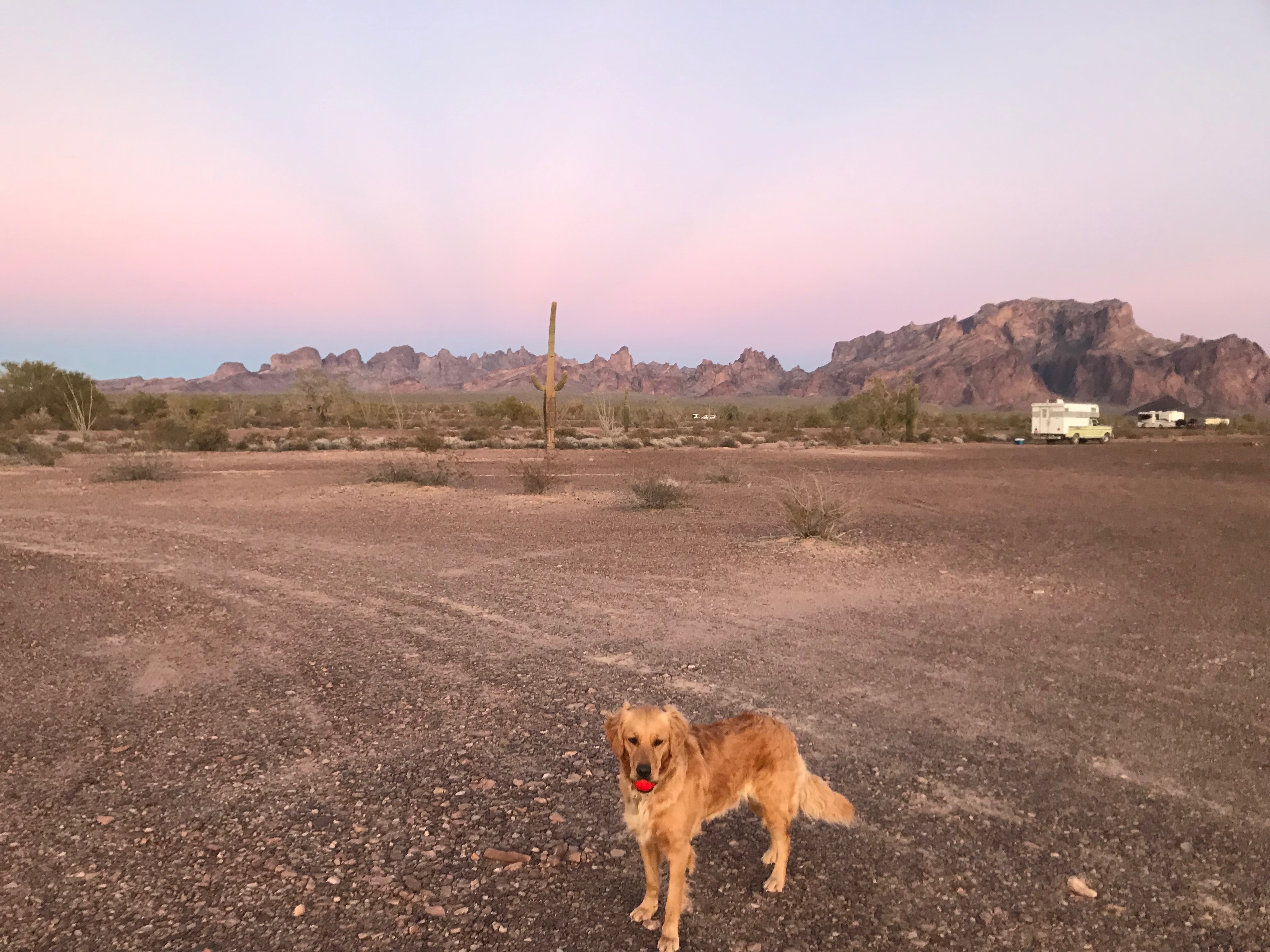 Help Justice the Golden Enjoy Many More Adventures! campaign photo, 2 of 8