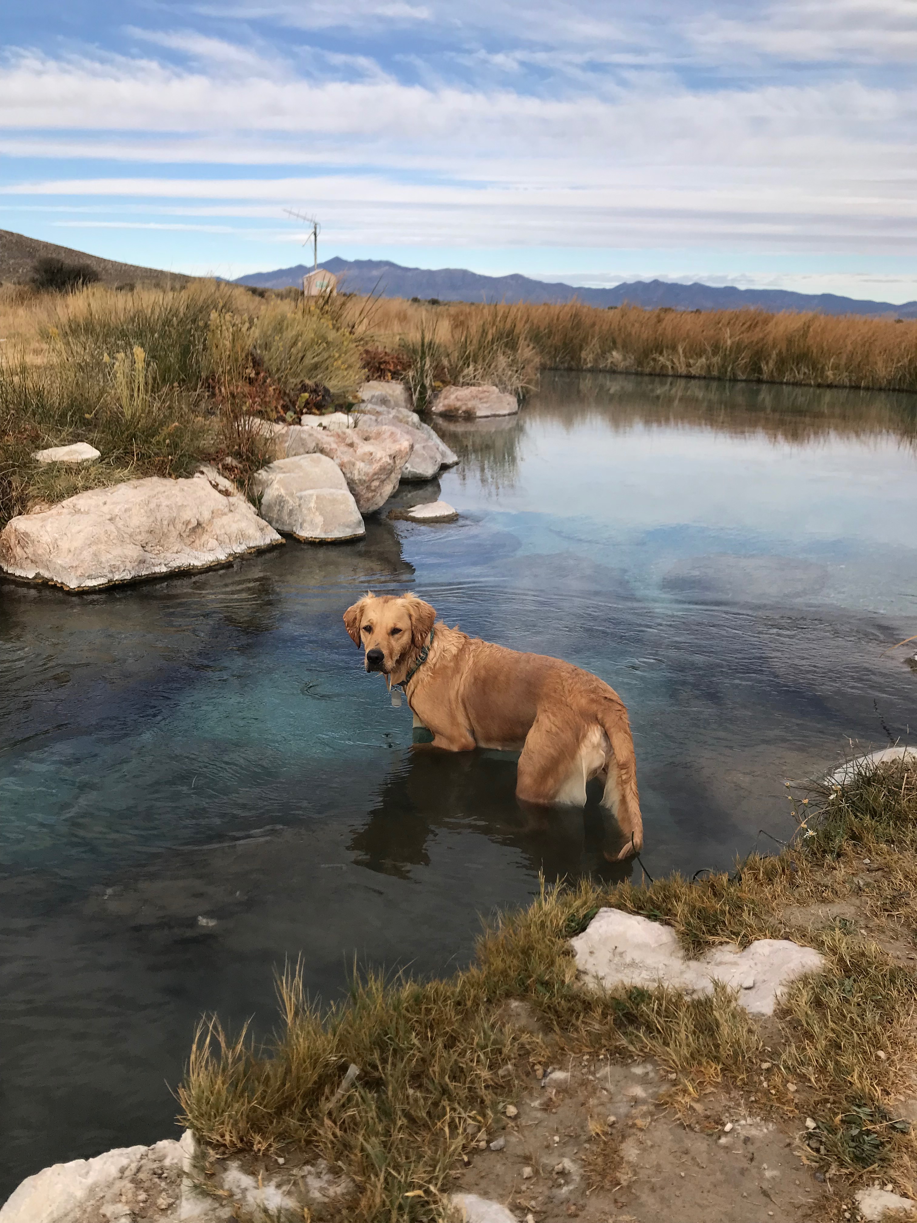 Help Justice the Golden Enjoy Many More Adventures! campaign photo, 4 of 8