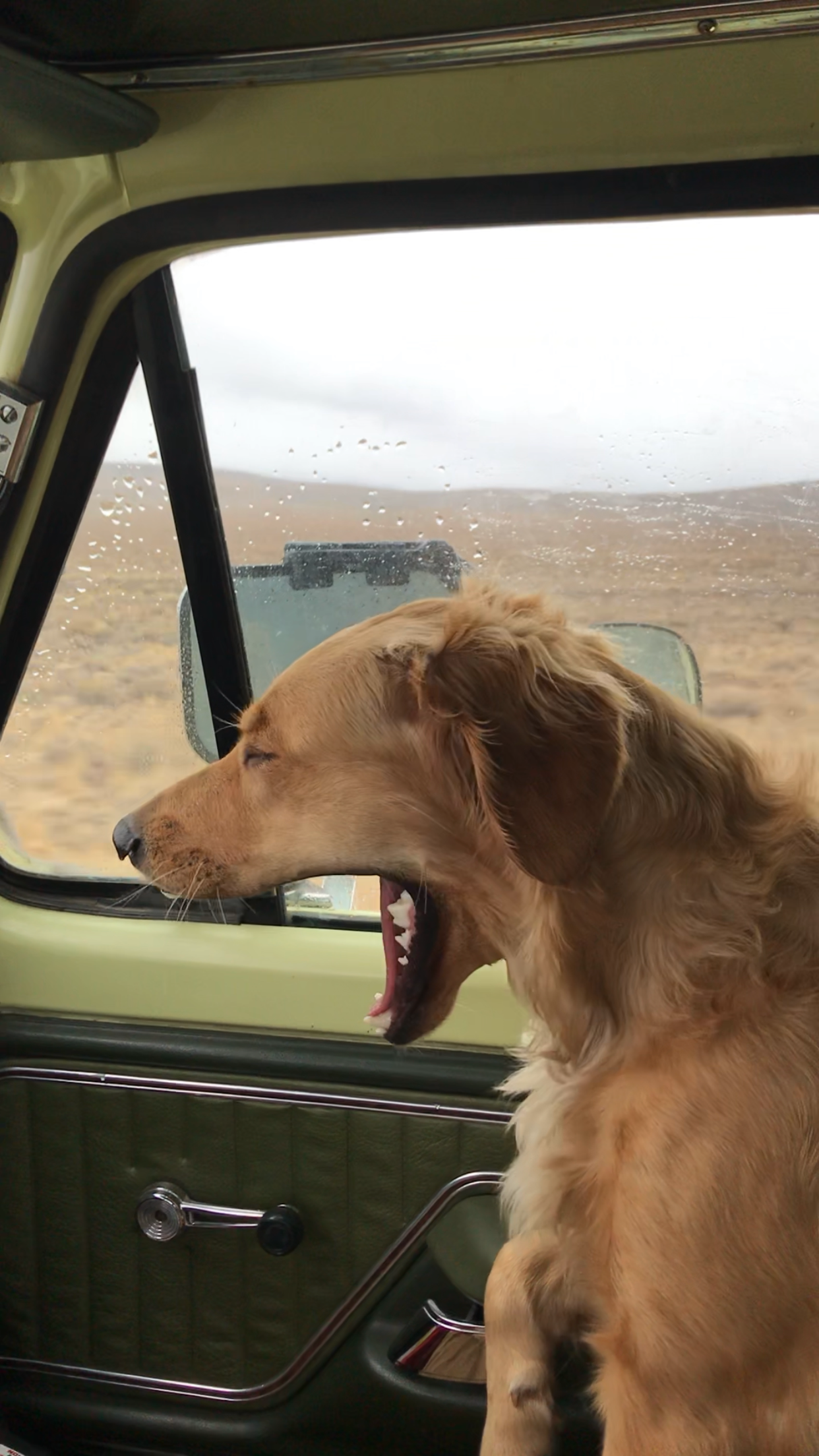 Help Justice the Golden Enjoy Many More Adventures! campaign photo, 5 of 8