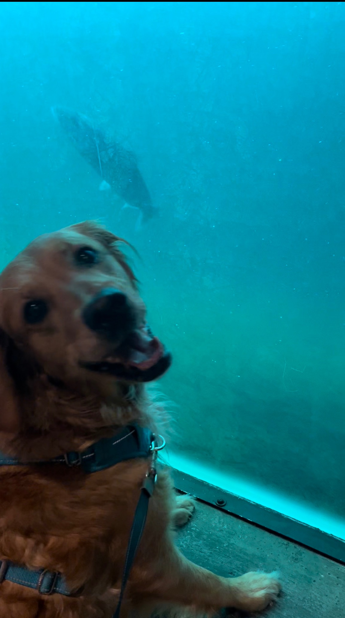 Help Justice the Golden Enjoy Many More Adventures! campaign photo, 6 of 8