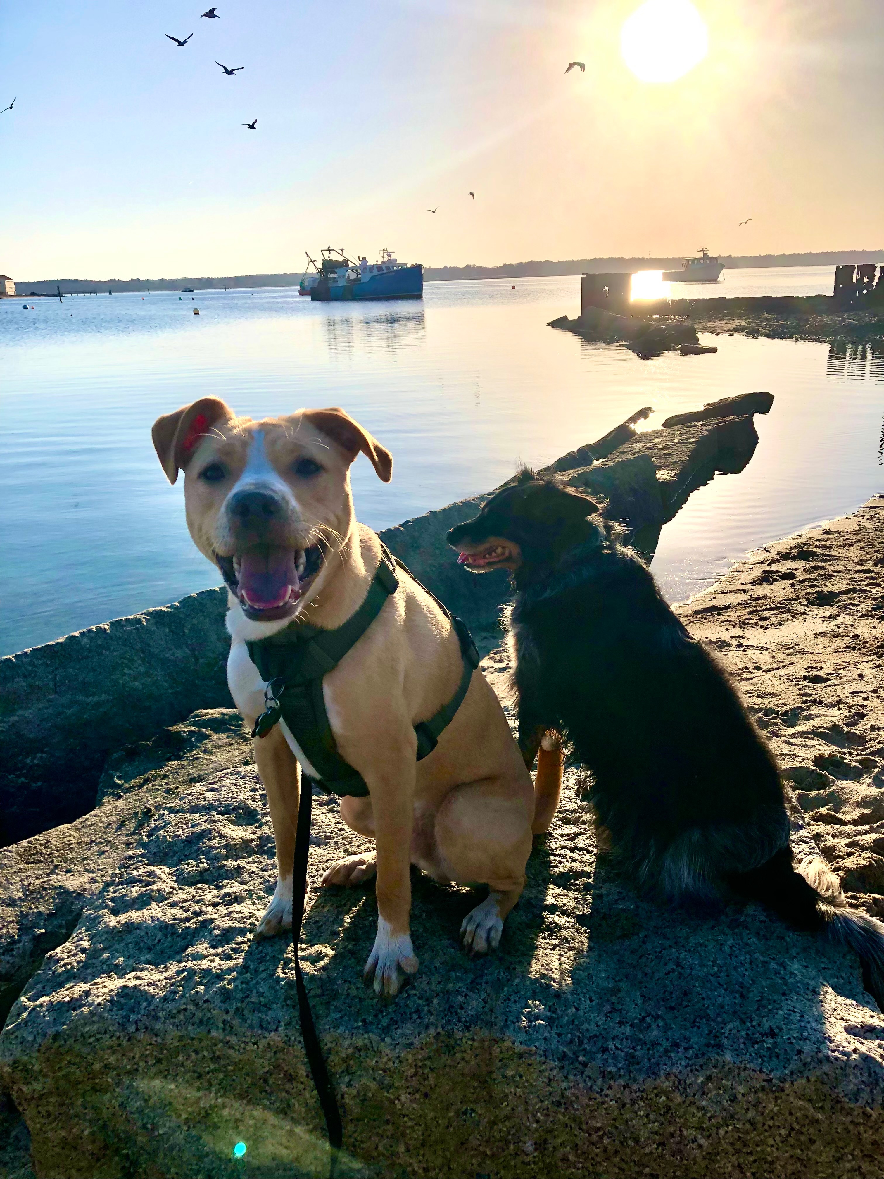 Help Ragnar Run Again - ACL Surgery for our Wiggle-Butt campaign photo, 7 of 8