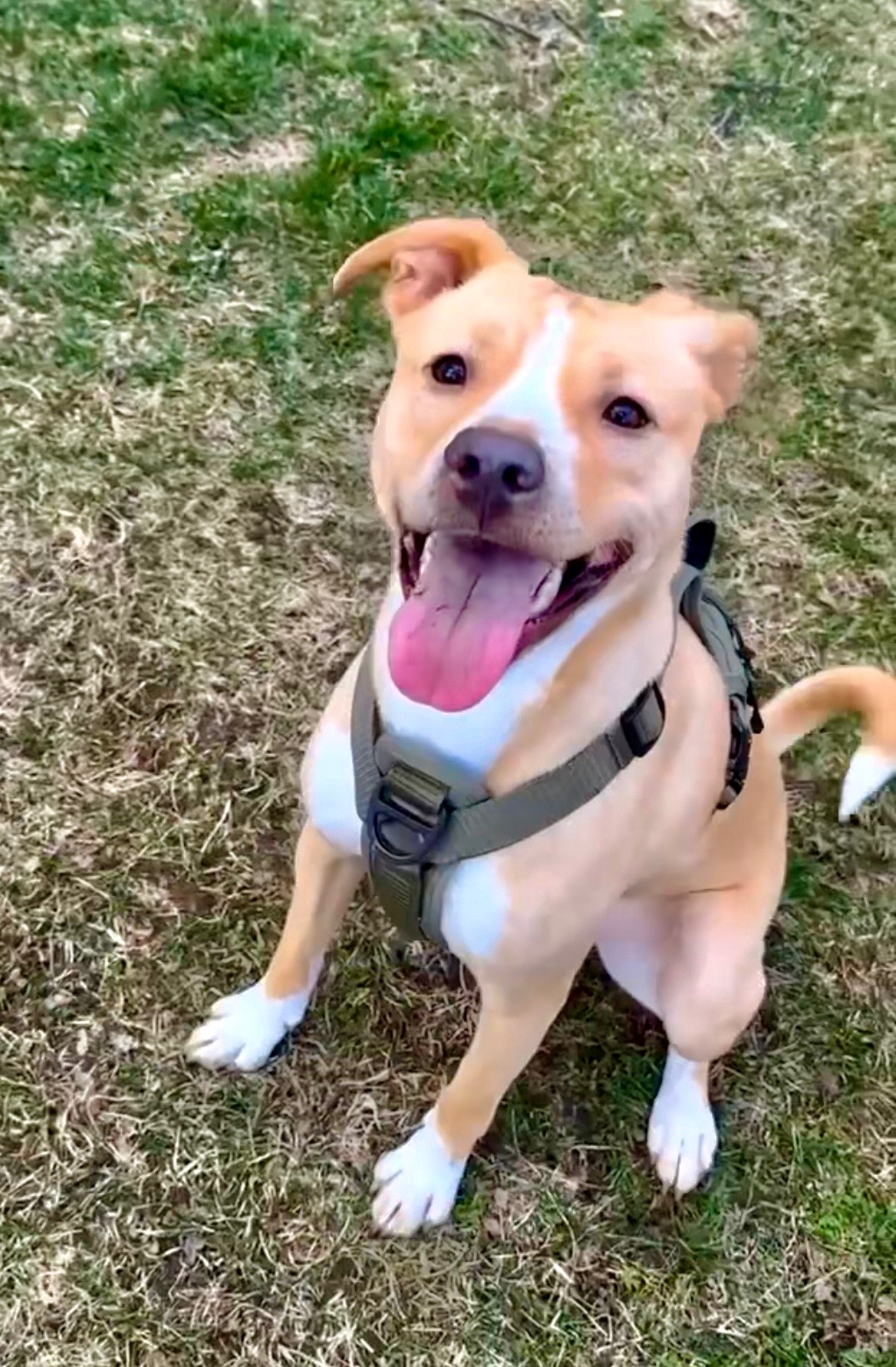 Help Ragnar Run Again - ACL Surgery for our Wiggle-Butt campaign photo, 2 of 8