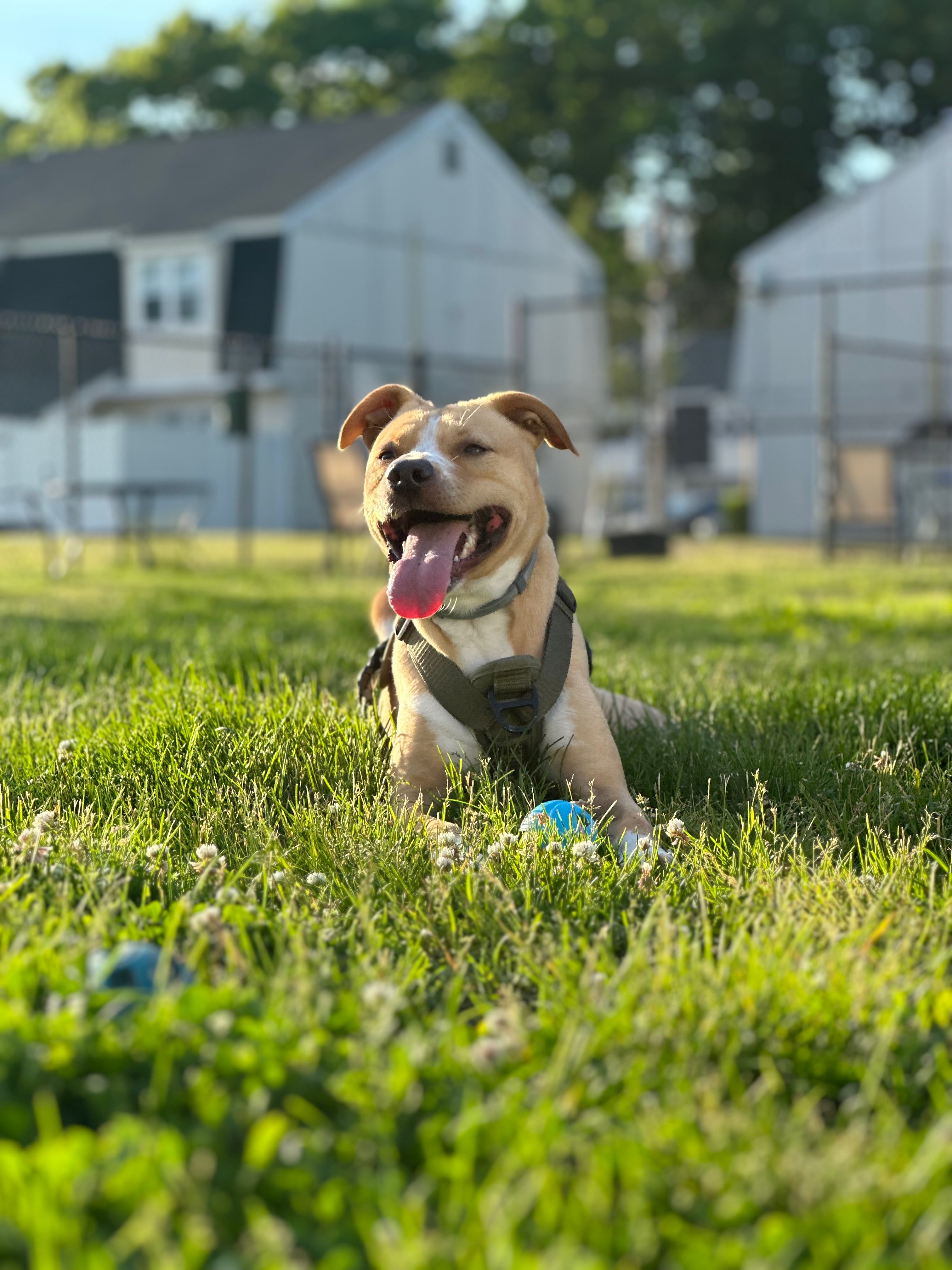 Help Ragnar Run Again - ACL Surgery for our Wiggle-Butt campaign photo, 4 of 8