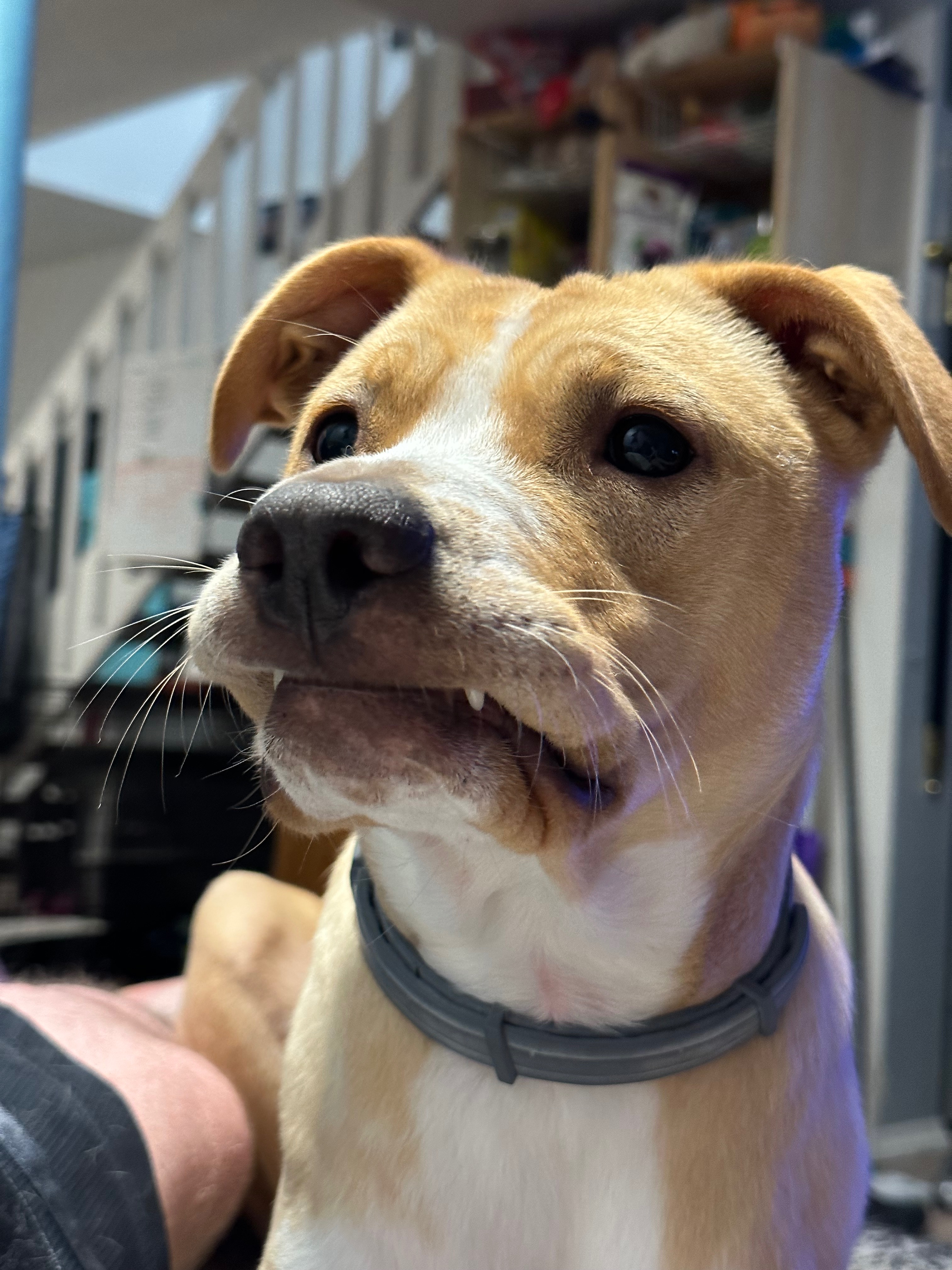 Help Ragnar Run Again - ACL Surgery for our Wiggle-Butt campaign photo, 5 of 8